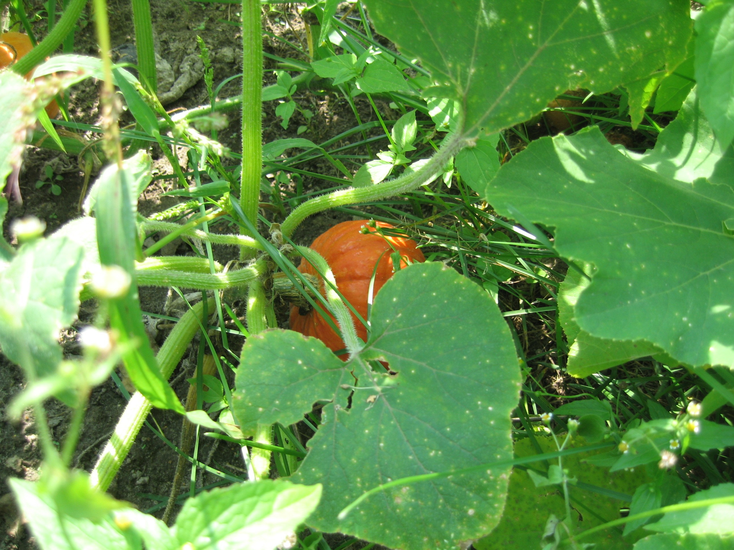 Тыква растёт на грядке среди зелёных листьев.