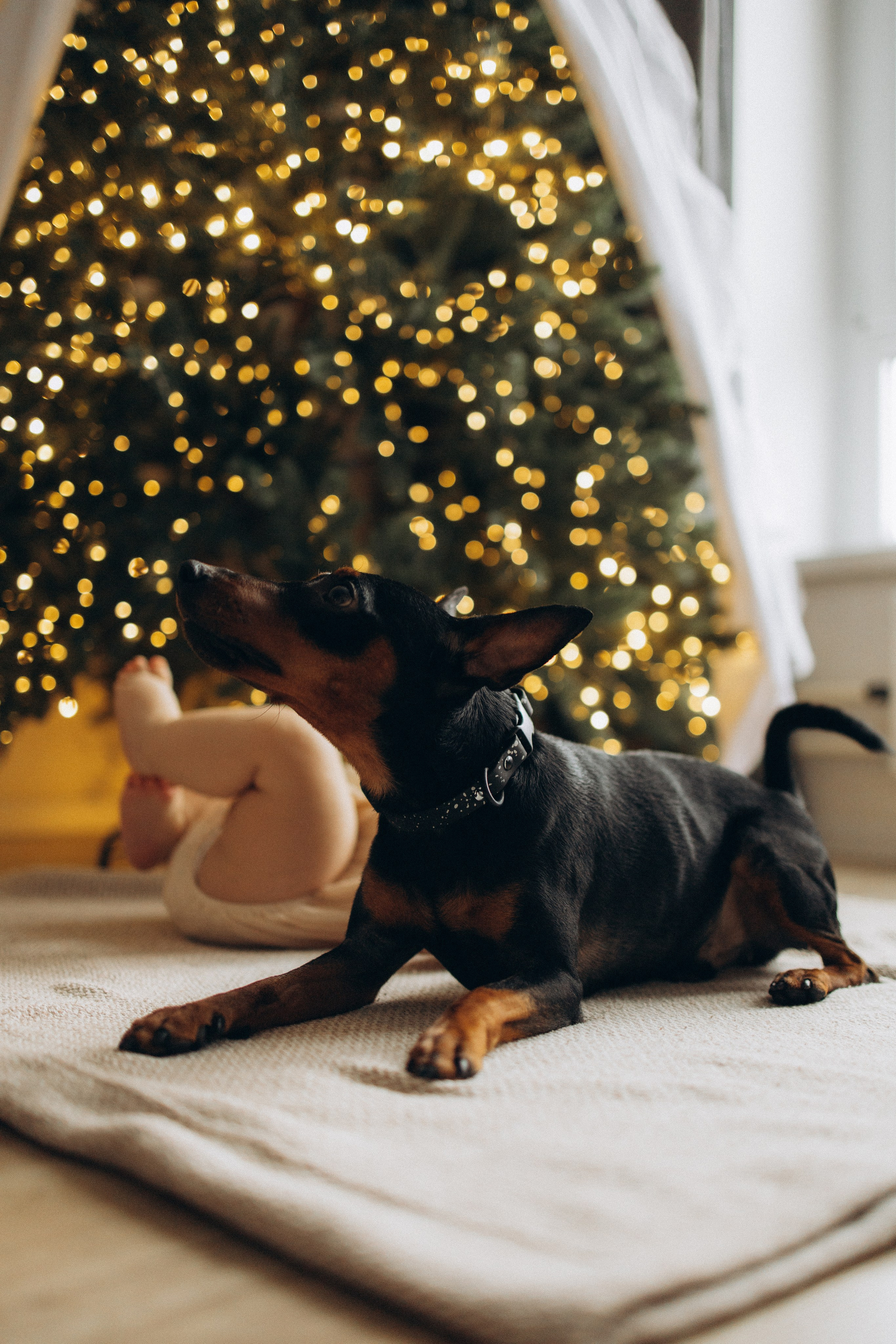 Роман, Лолита и Аделаида. Семейный фотограф в Москве Анастасия Шалда