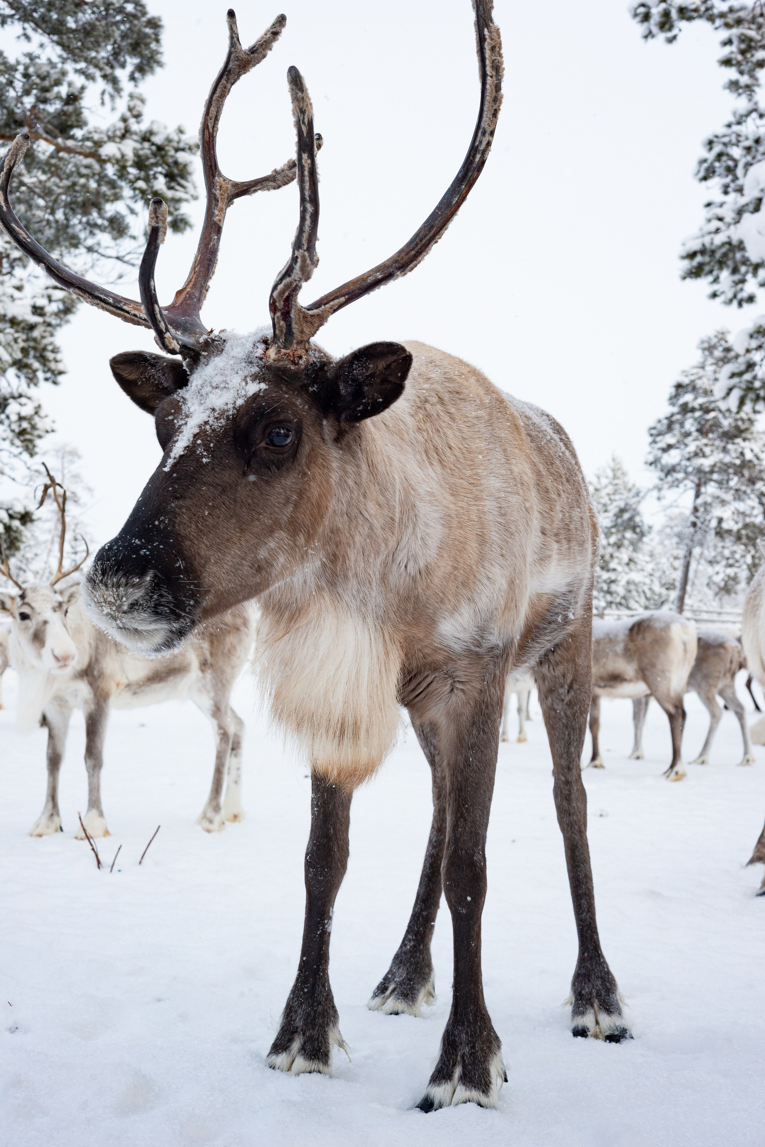 Северные Олени. Фотография — это миг, который фиксирует вечность
