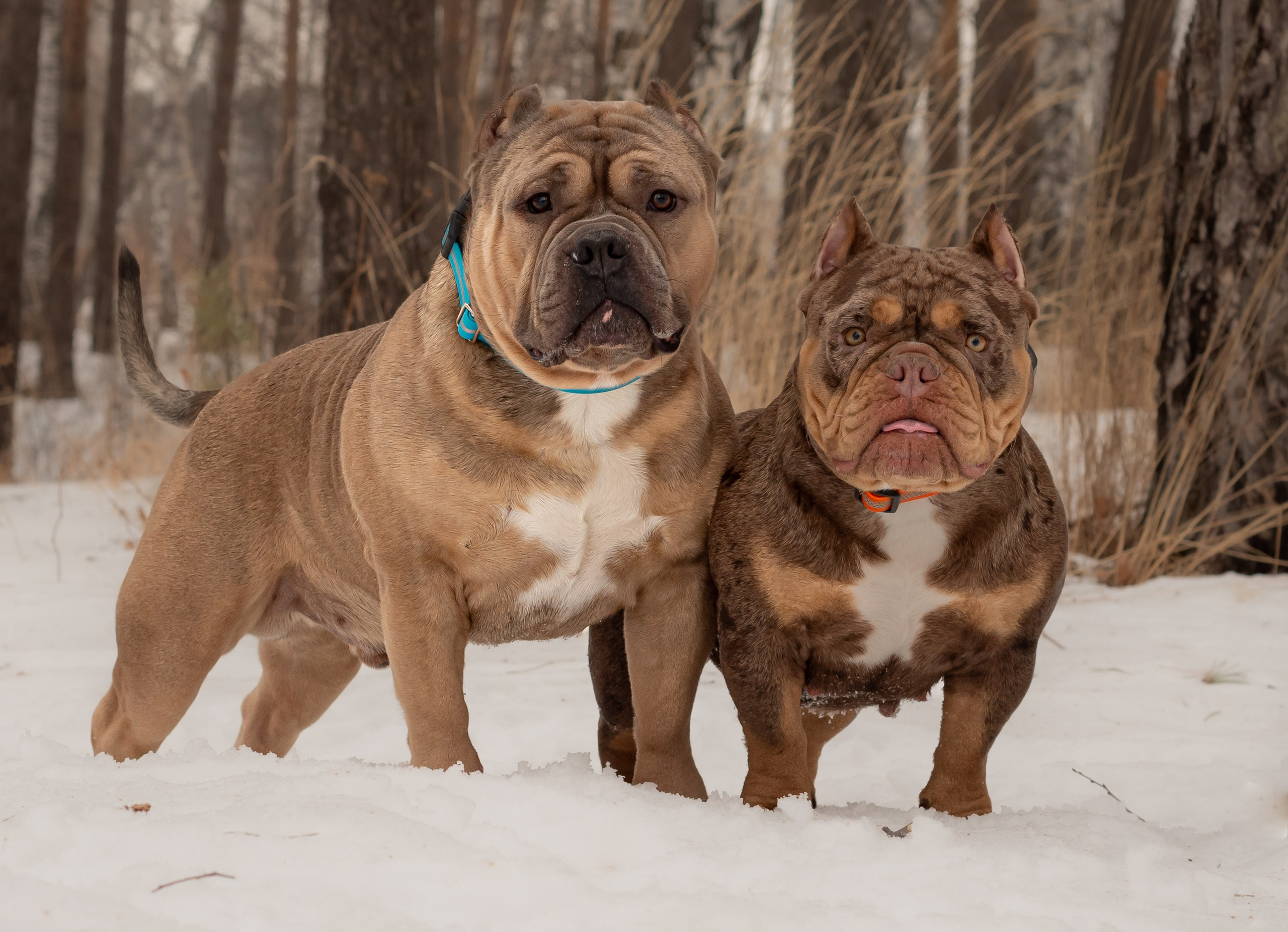 Dog. Фотография — это миг, который фиксирует вечность