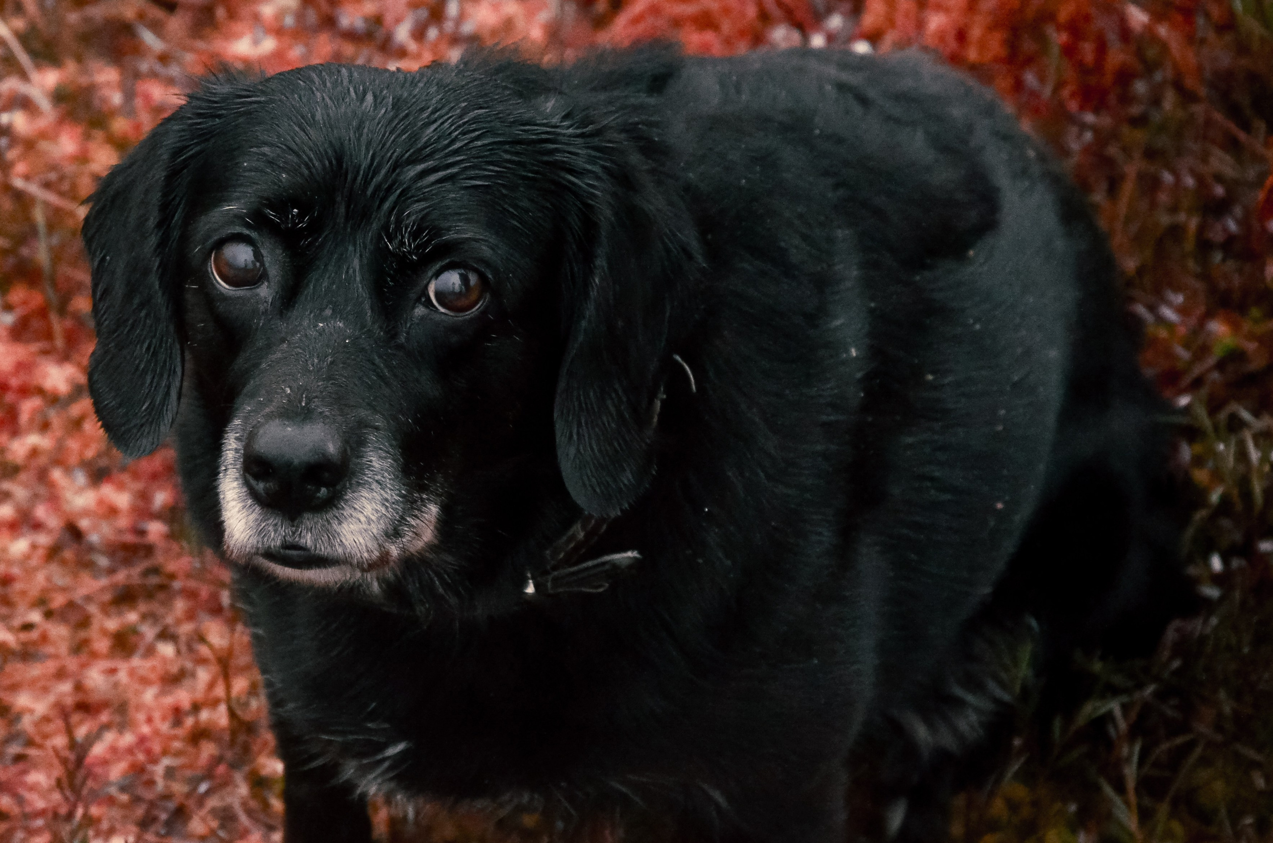 Dog. Фотография — это миг, который фиксирует вечность