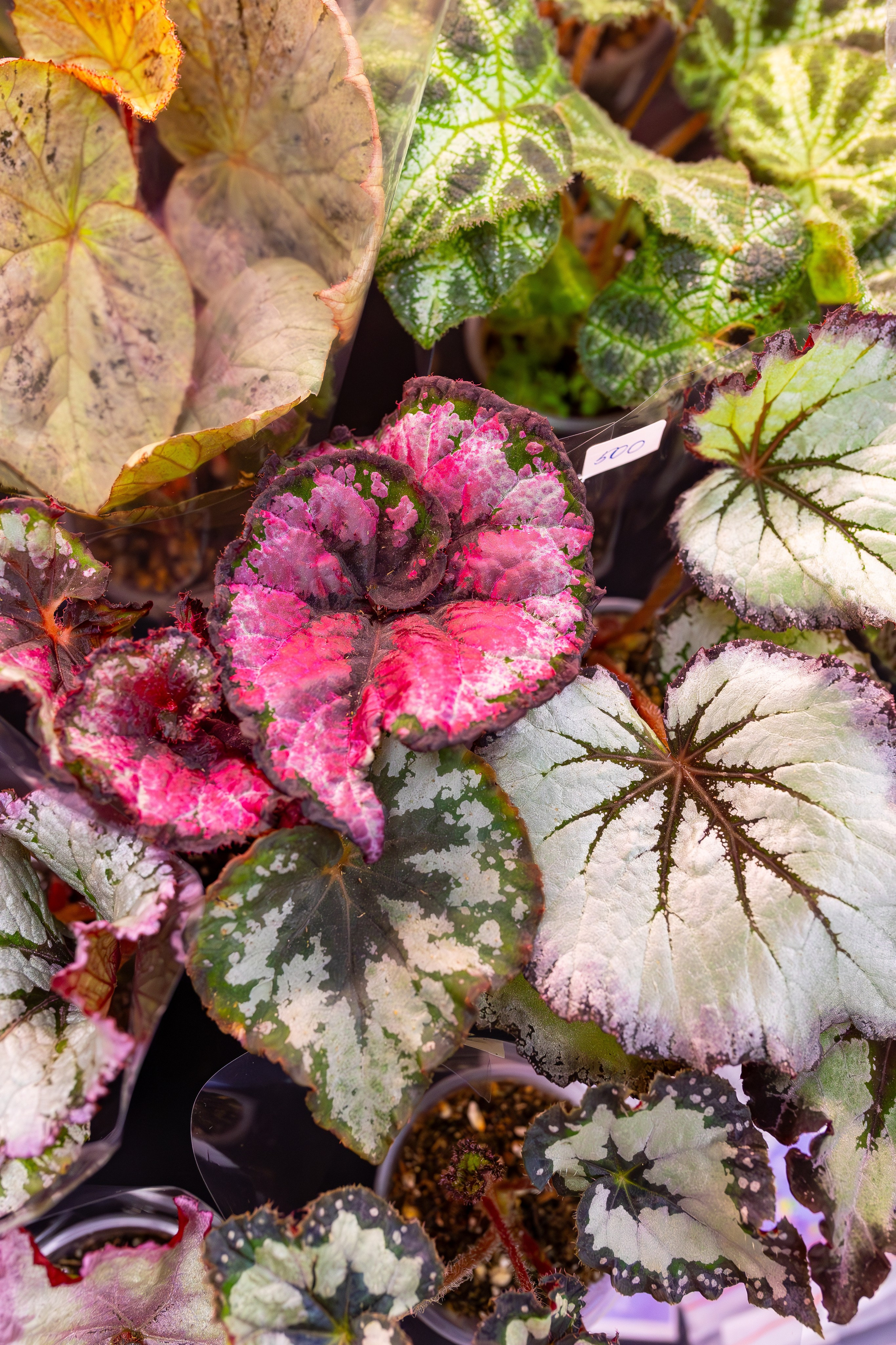 Орхидиум сентябрь 2025. Александра Куликова фотограф, Москва