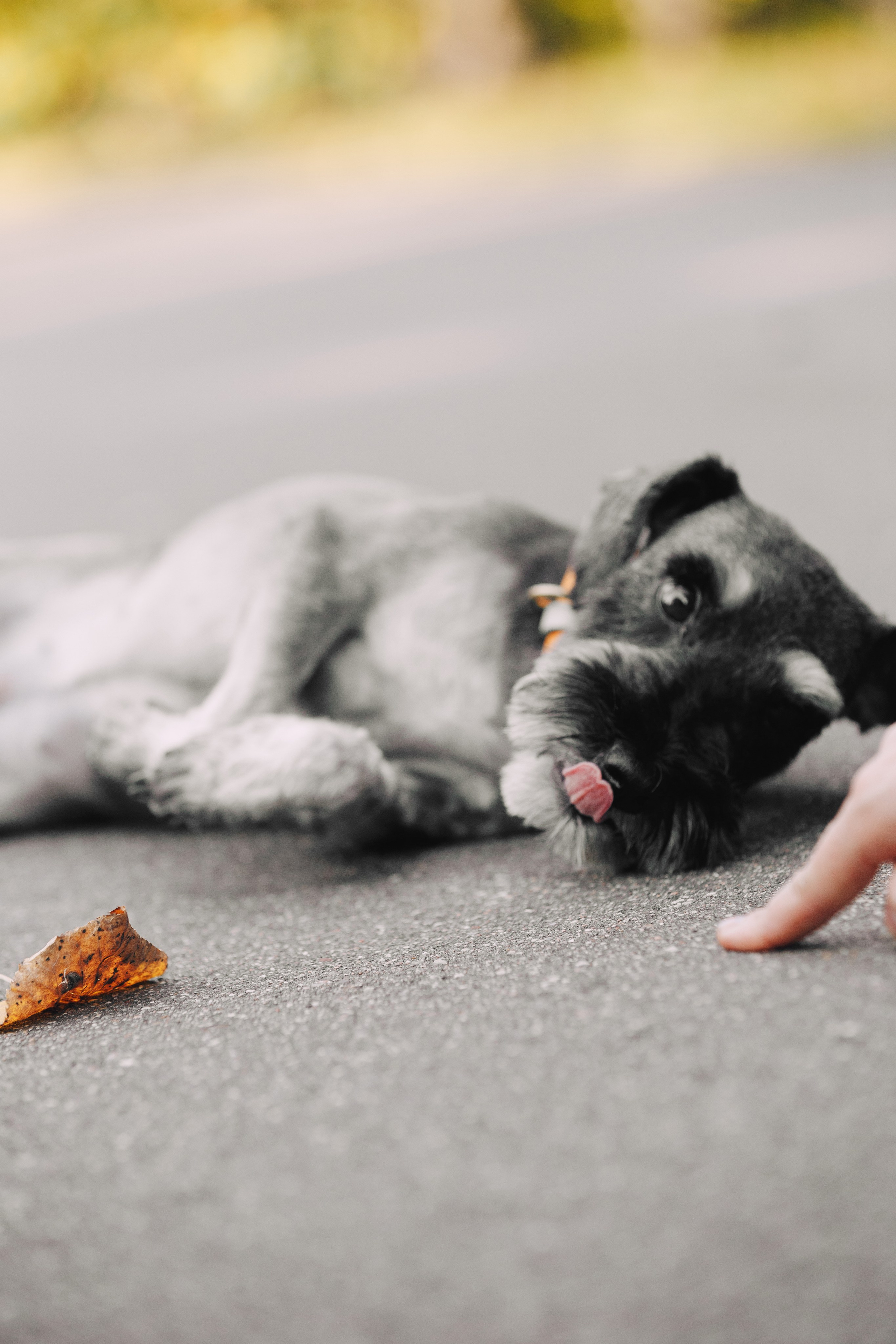 Оля и компания. Фотограф анималист Кристина Карпова, Москва