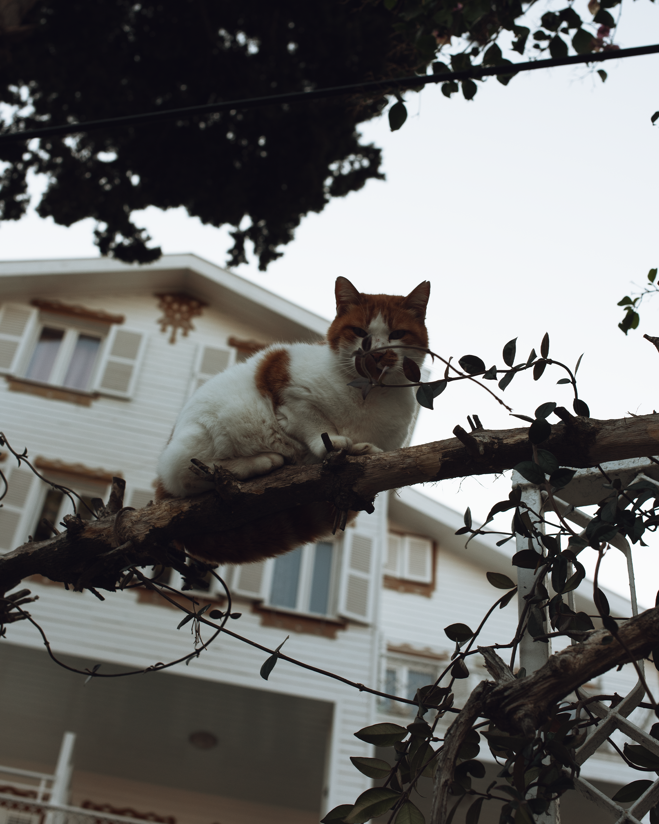 Стамбул в кадре: взгляд рекламного фотографа из Гуанчжоу. Коммерческий и предметный фотограф в Гуанчжоу Коваленко Александр