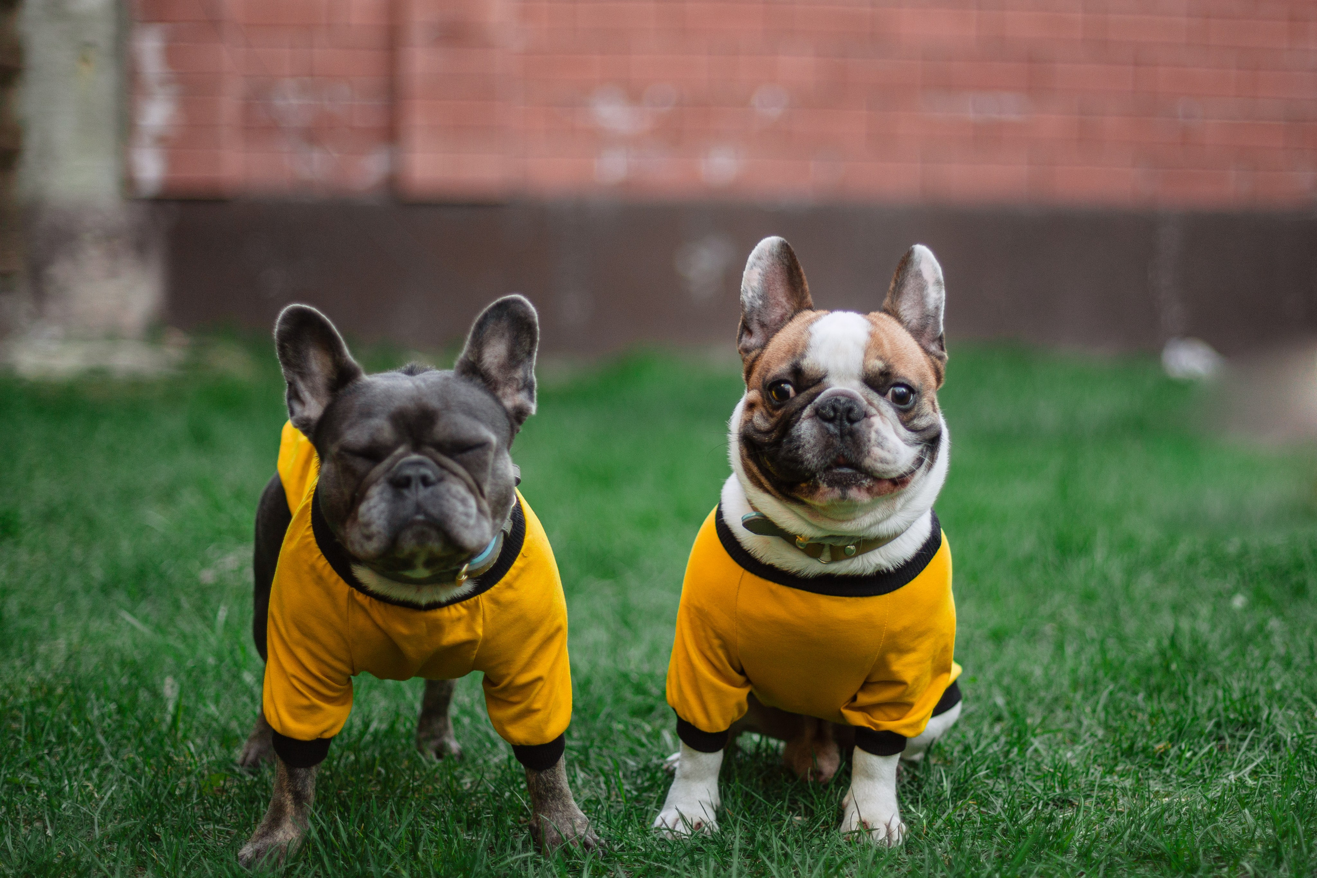 Бульбалл 23.04.2023. Фотограф-анималист Татьяна Степанова