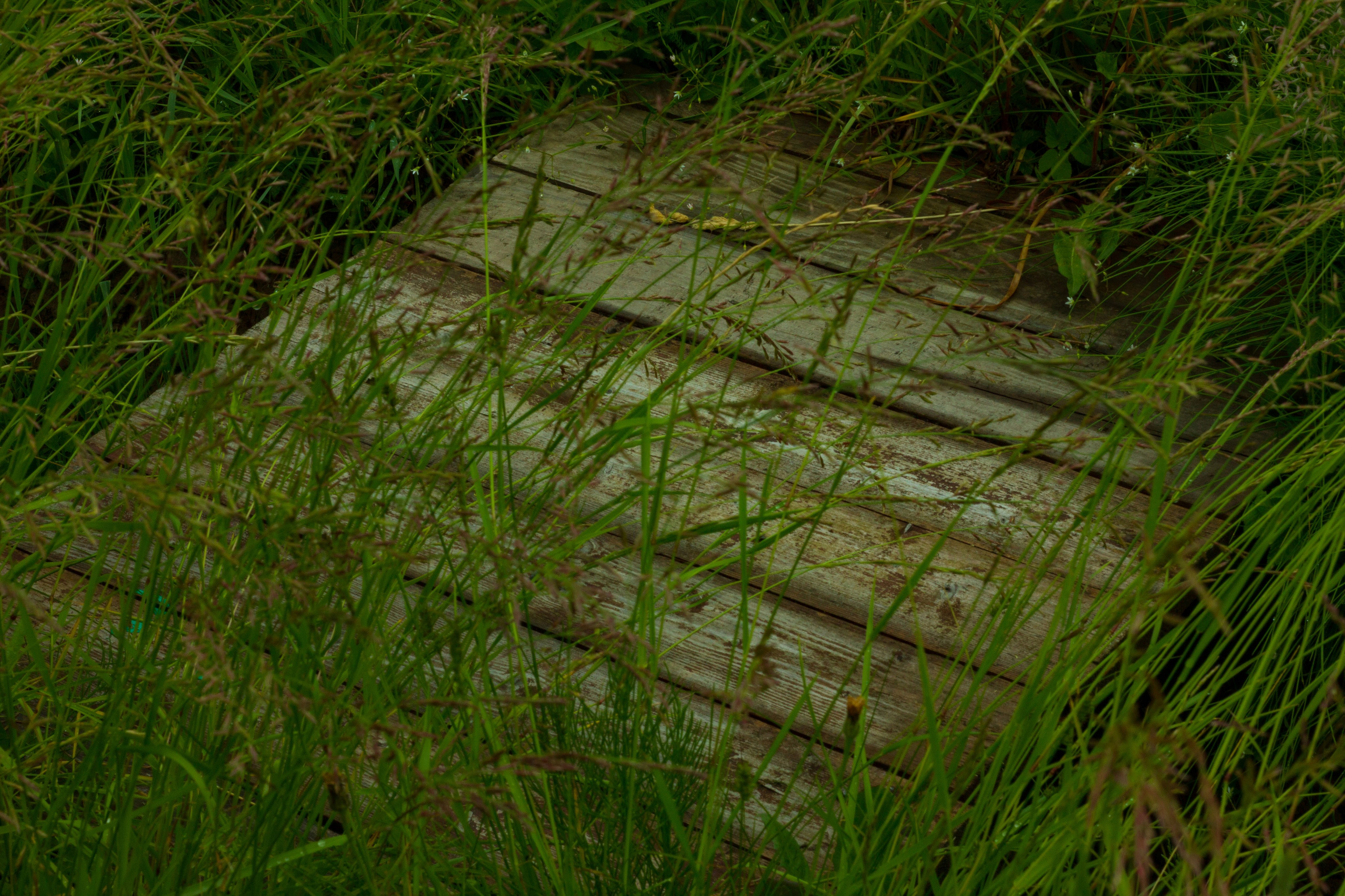 Dacha vibes. Папка кадров 📁