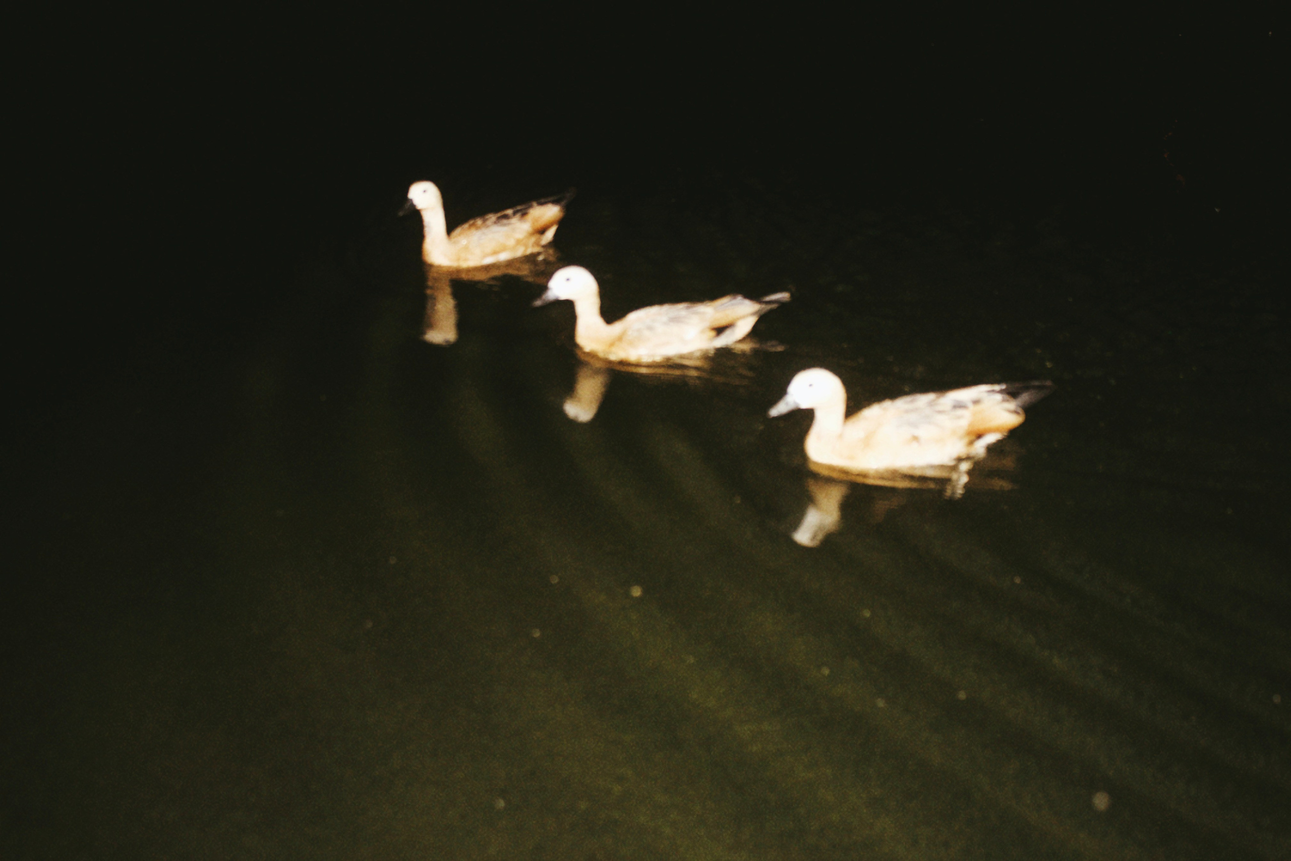 Съемка мерча MASHUPBLE. Концертный и портретный фотограф в Москве Соня Спросонья