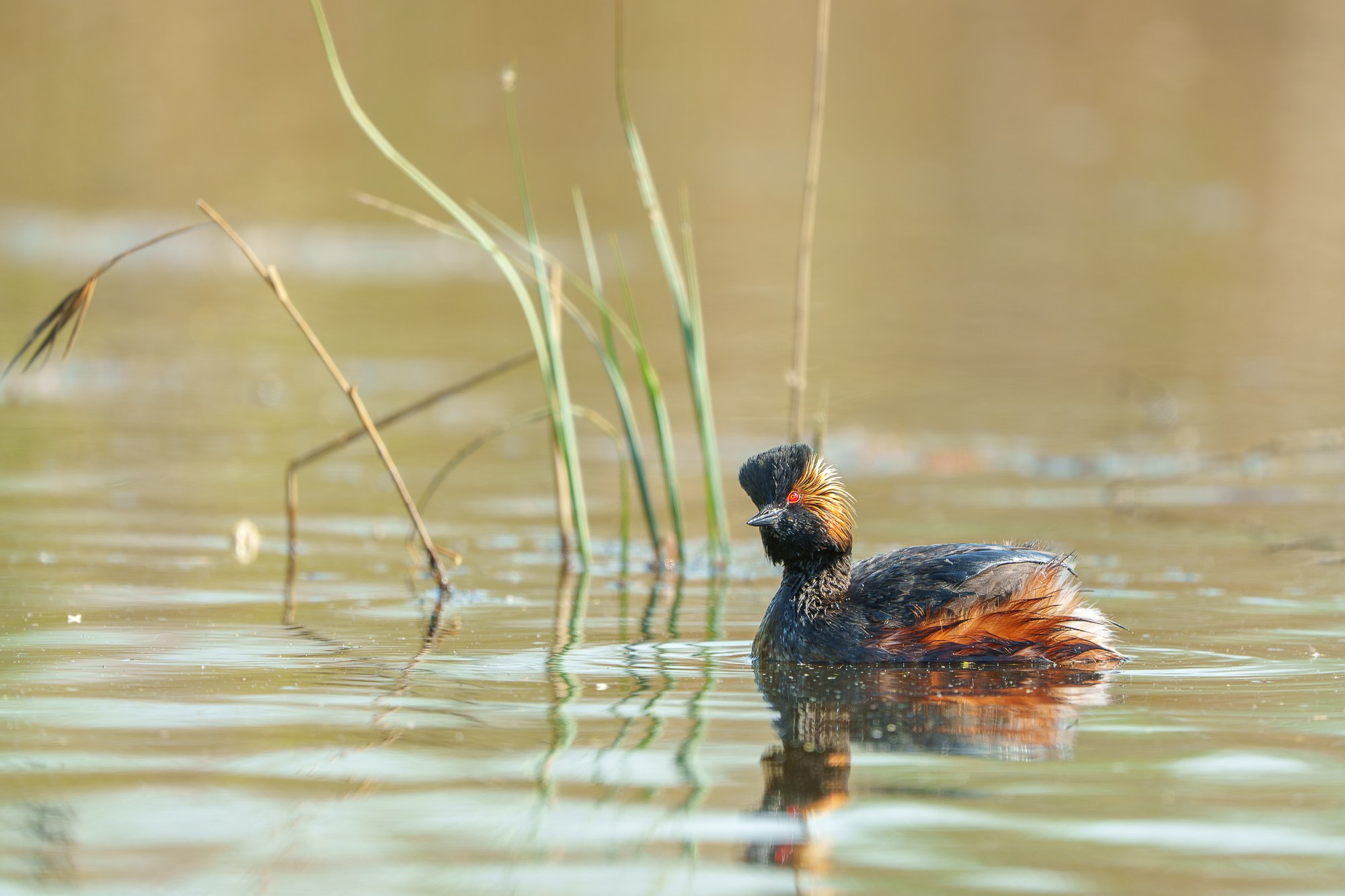 Удивительные мир птиц. Вокруг нас столько прекрасного — присмотритесь!. Ваш личный фотограф Марина Волкова