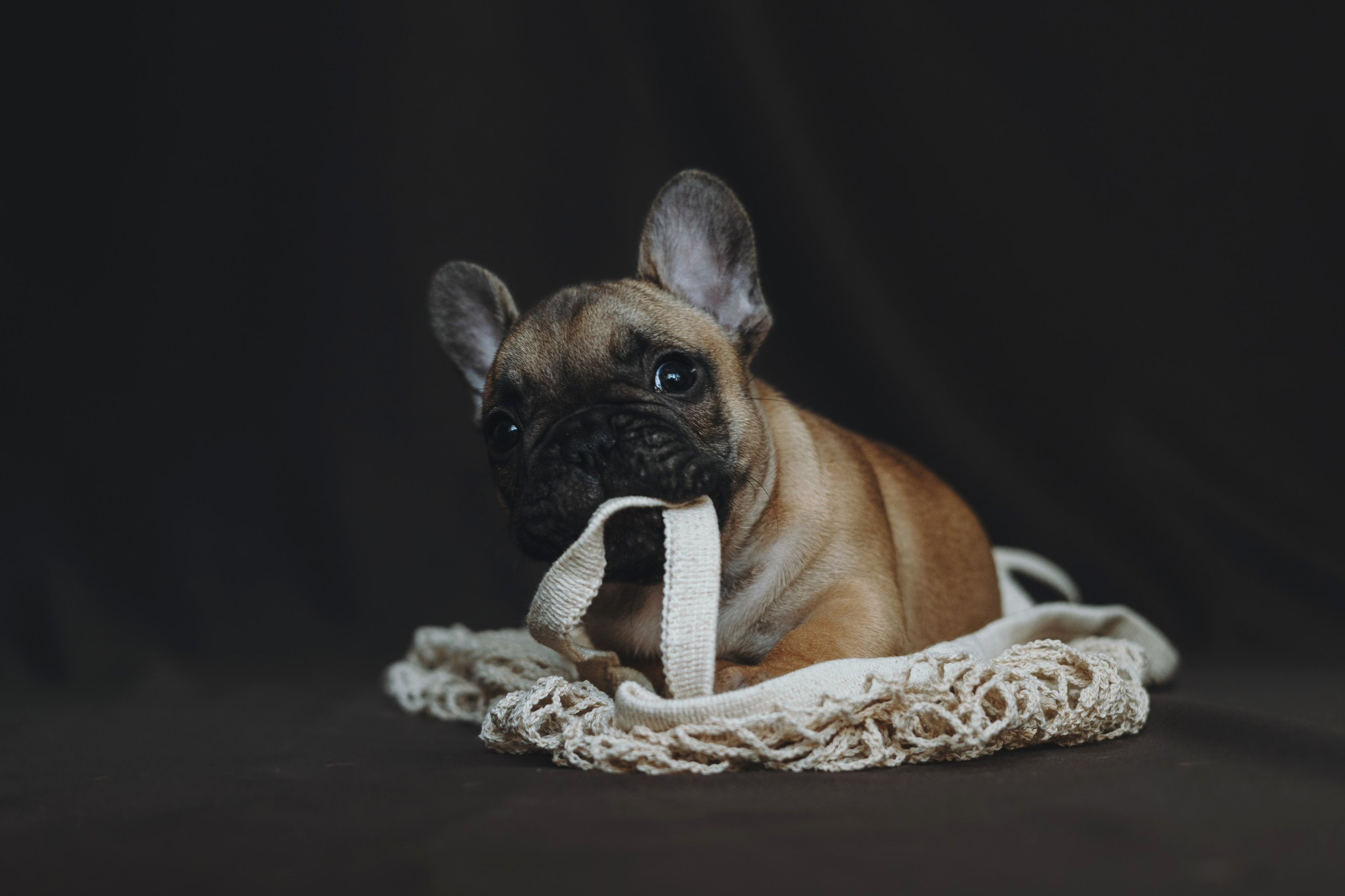 Щеночки. Фотограф — анималист Владивосток, Алина