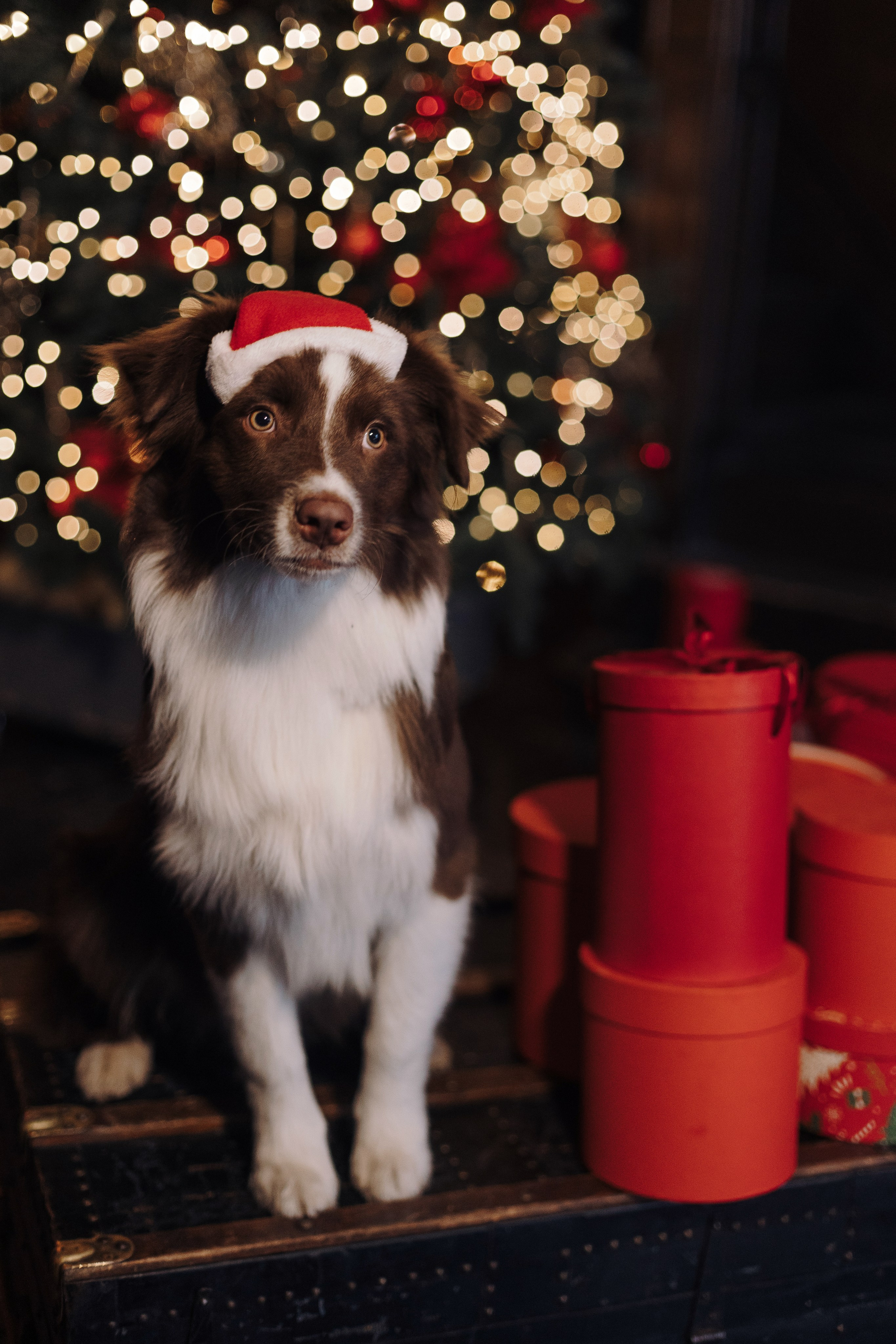 Новогодний Фотодень. Фотограф анималист Кристина Карпова, Москва