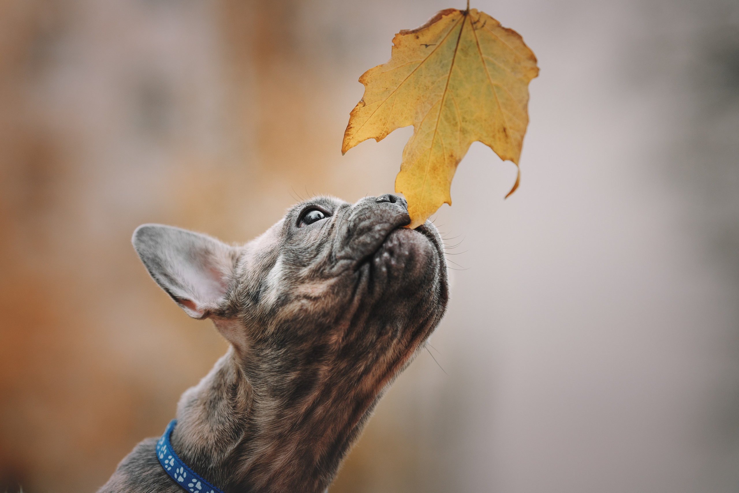 Французские бульдоги. Фотограф анималист Осипчикова Мария