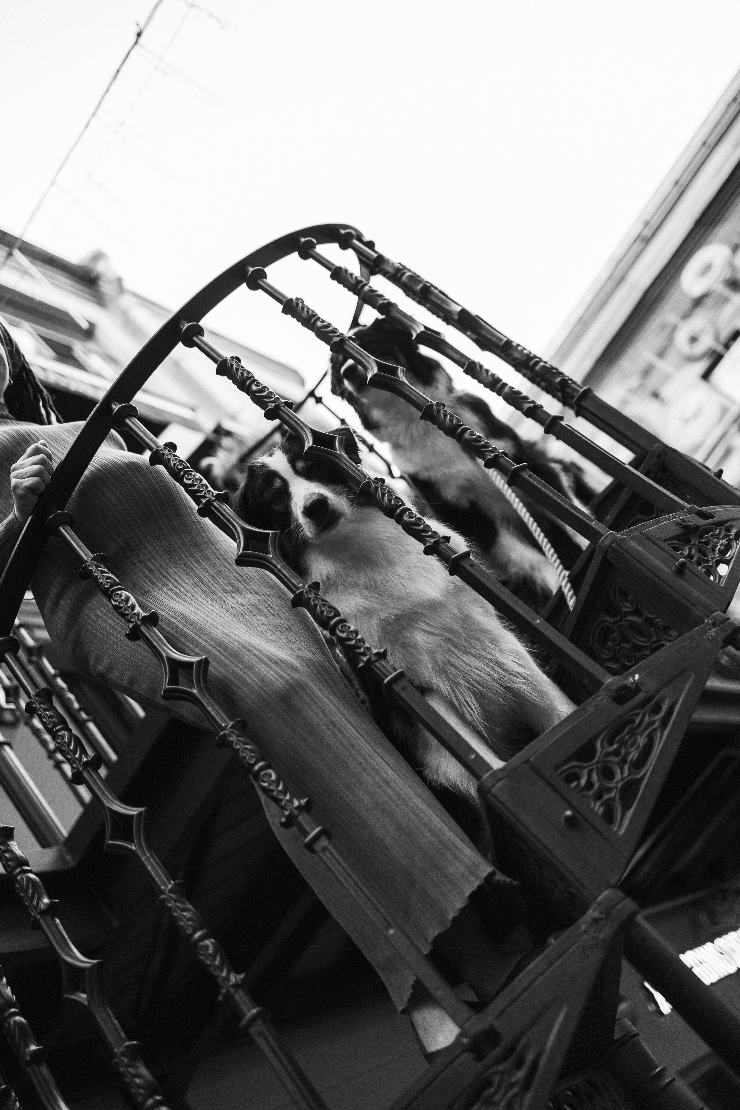 Катя и ее девочки. Фотограф — Анималист | Санкт-Петербург