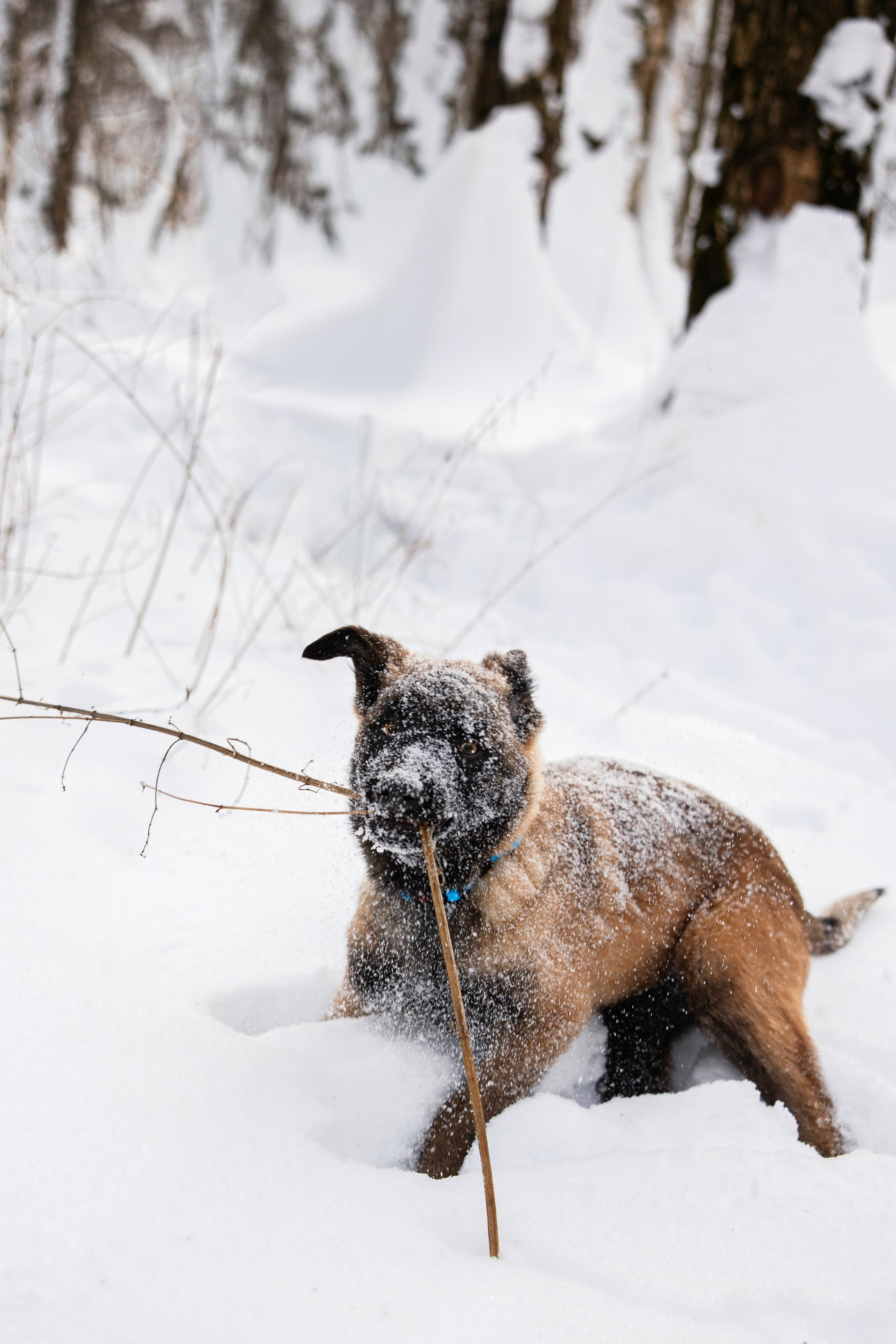 Бэлла и Панда. Анастасия Белаш