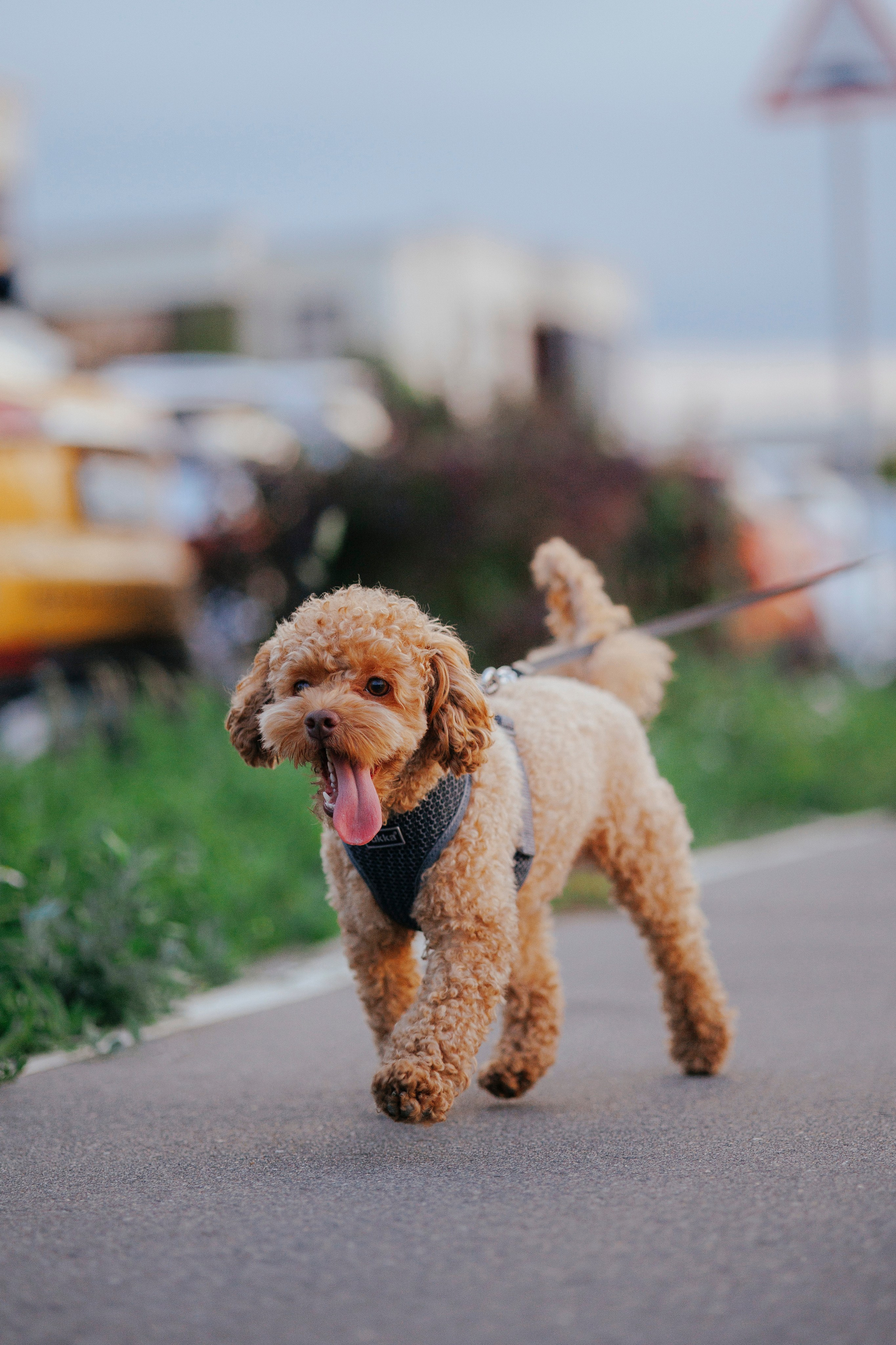 Съемка с собакой. Анастасия Белаш