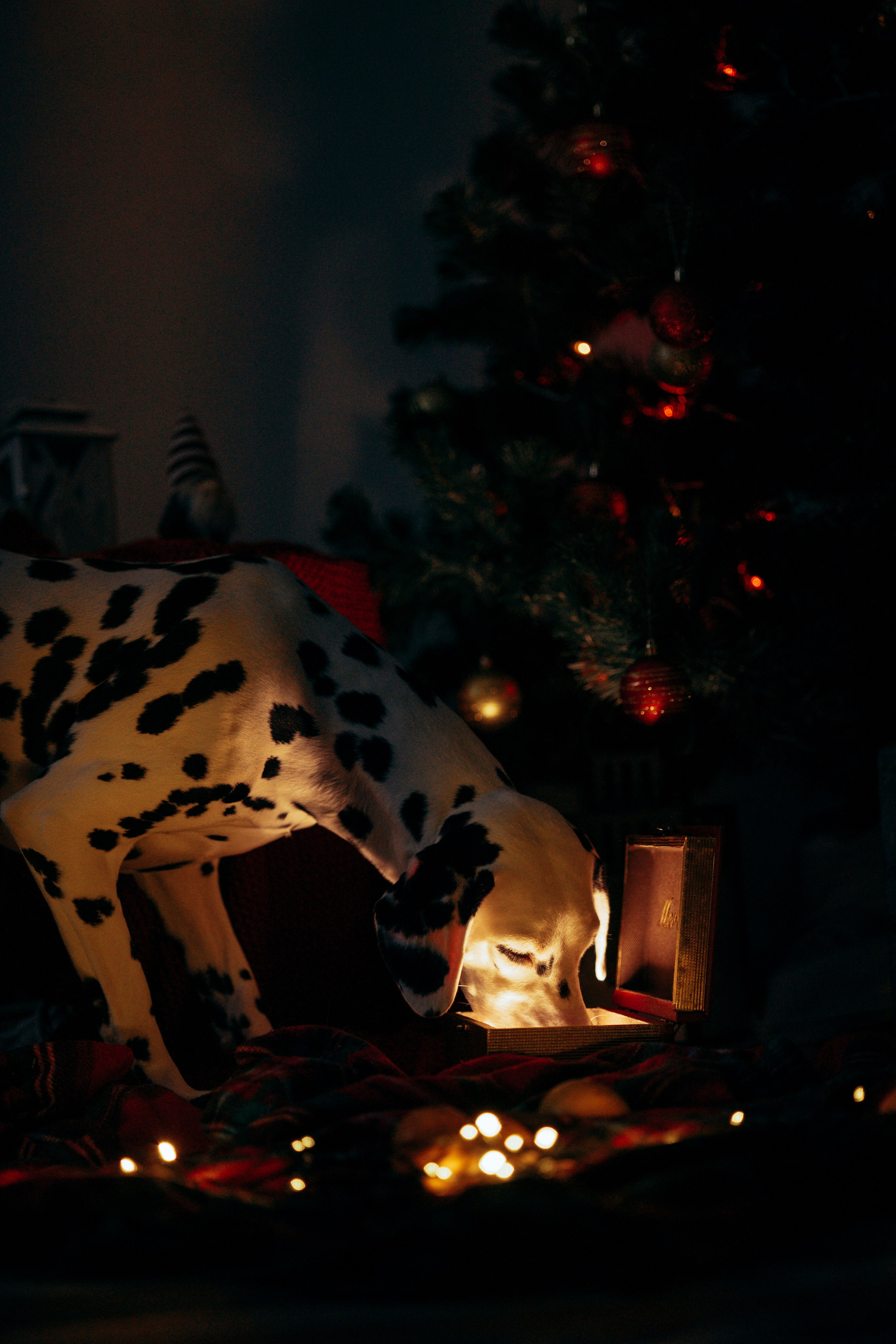 Новогодняя съемка с собакой. Анастасия Белаш