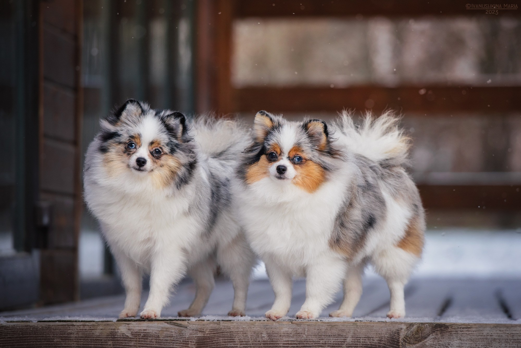 мраморные шпицы