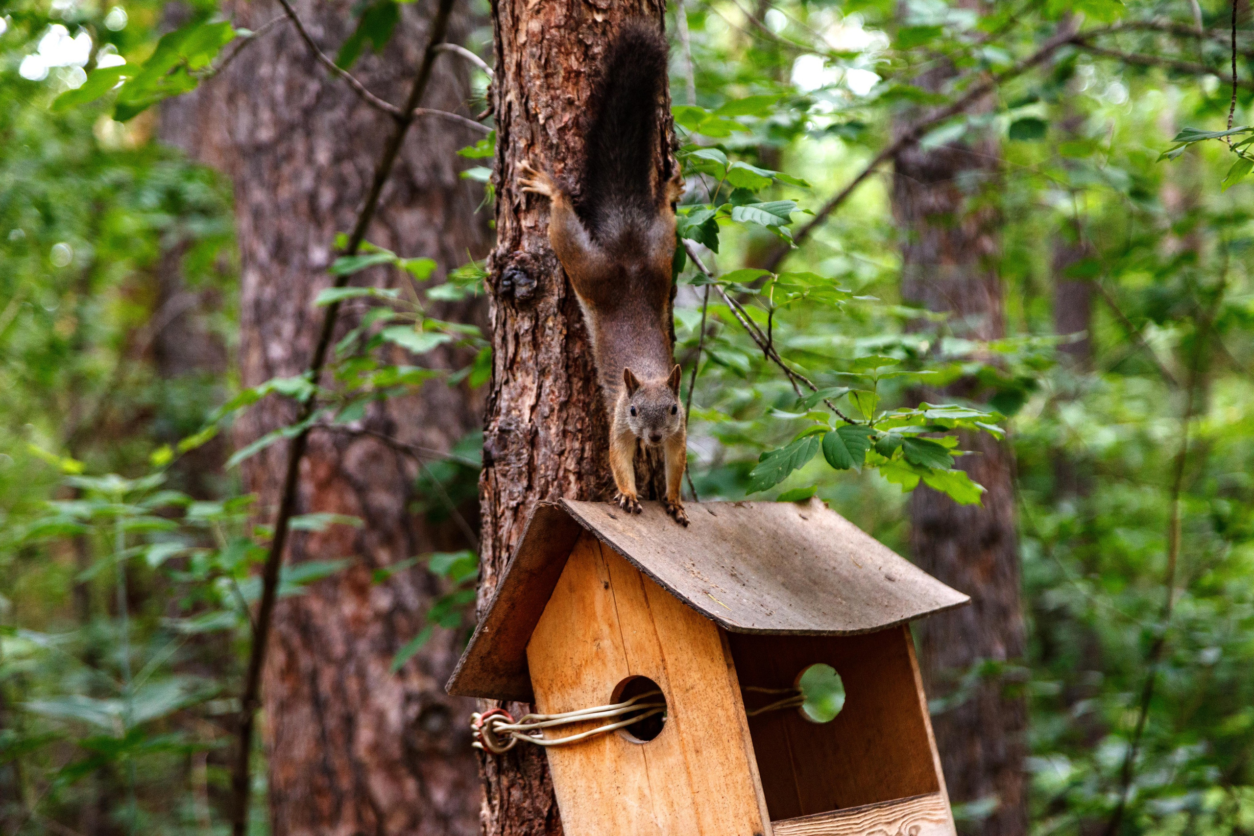 Белки / Squirrels. Фотограф Андрей Гузеев