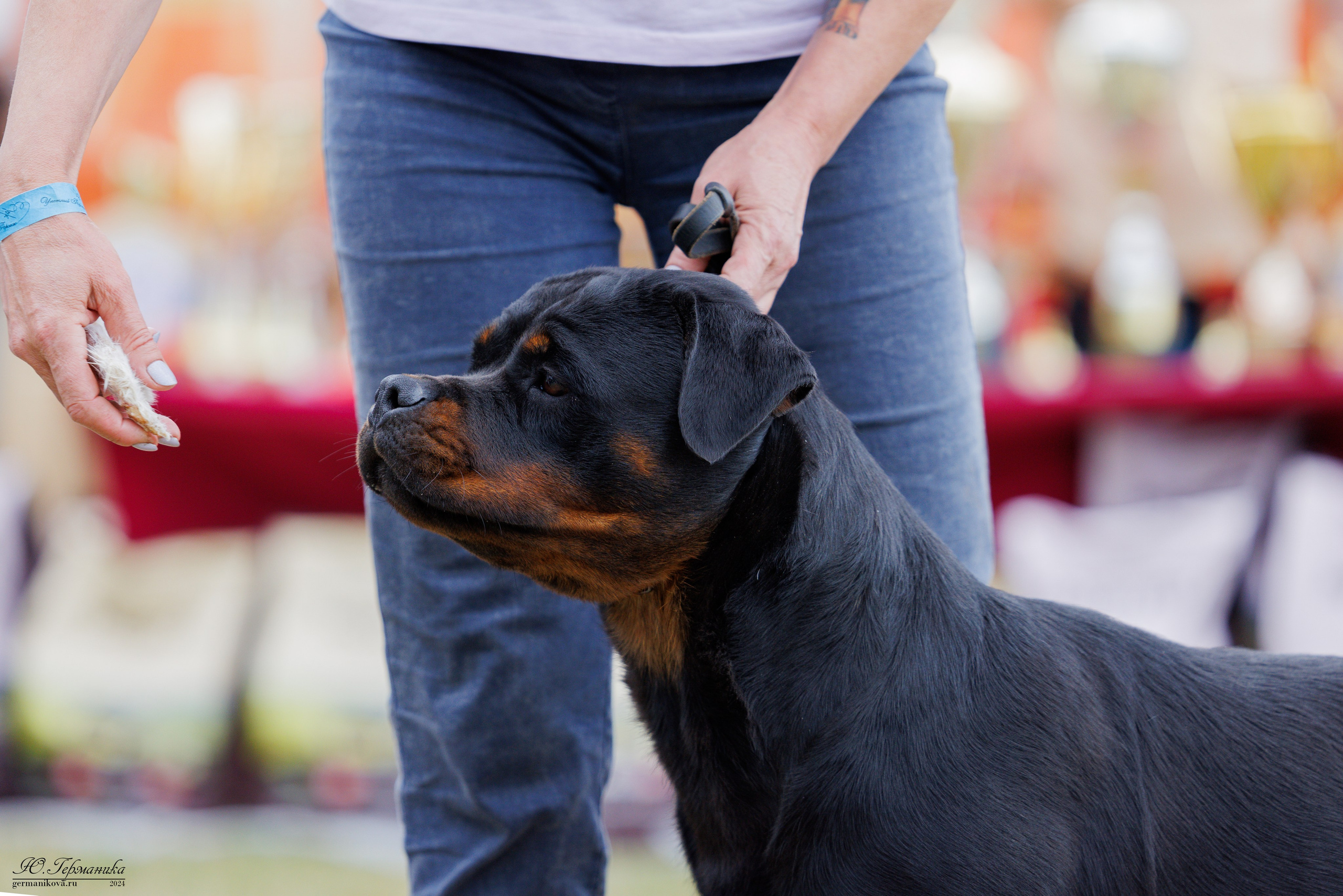ПК и КЧК ротвейлеры Тверь 6-7.07.2024. Фотограф-анималист Юлия Германика