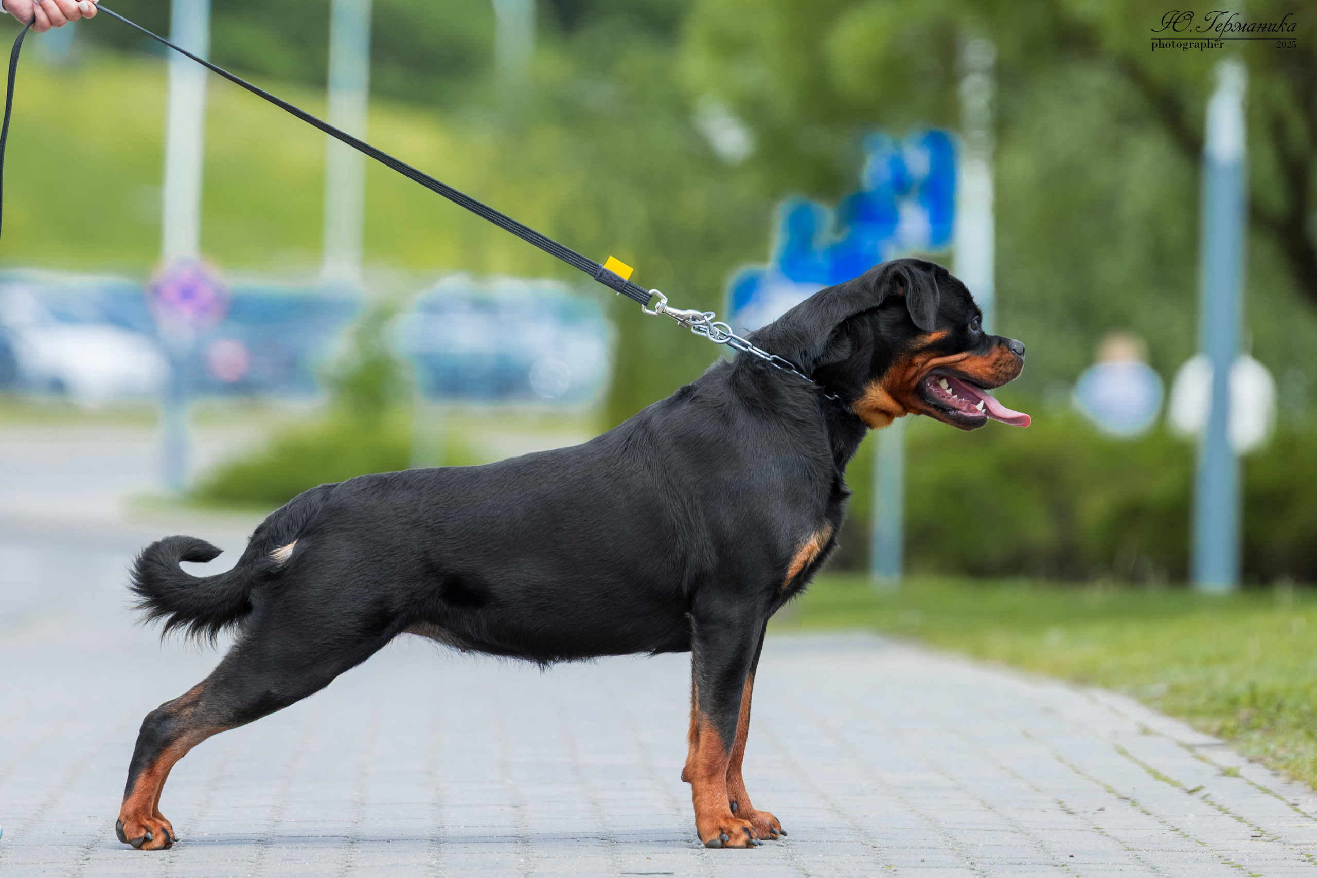 Минск 31.05-1.06.2025. Фотограф-анималист Юлия Германика
