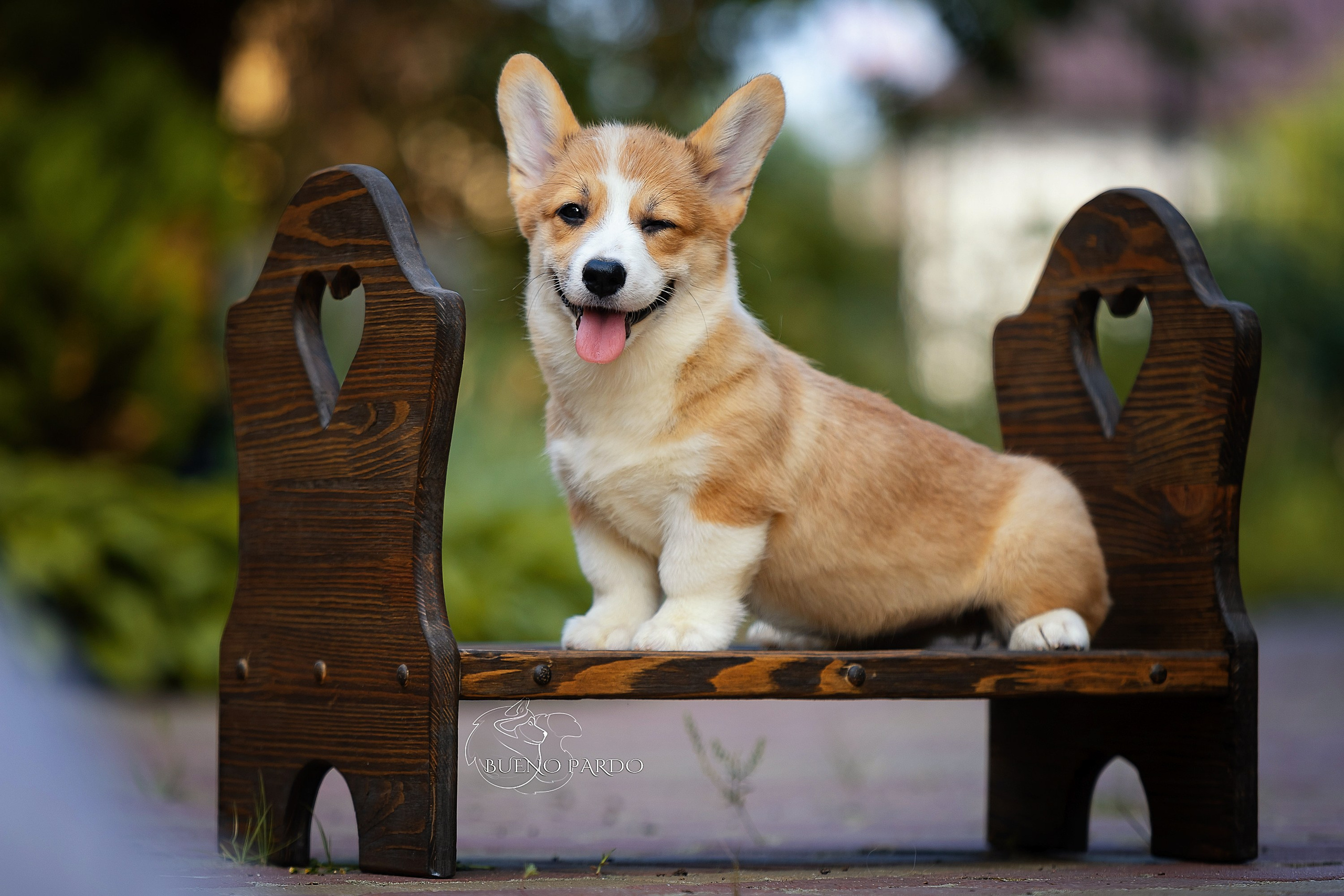 Щенки вельш корги пемброк из питомника. Питомник собак Акита, Хаски, Корги