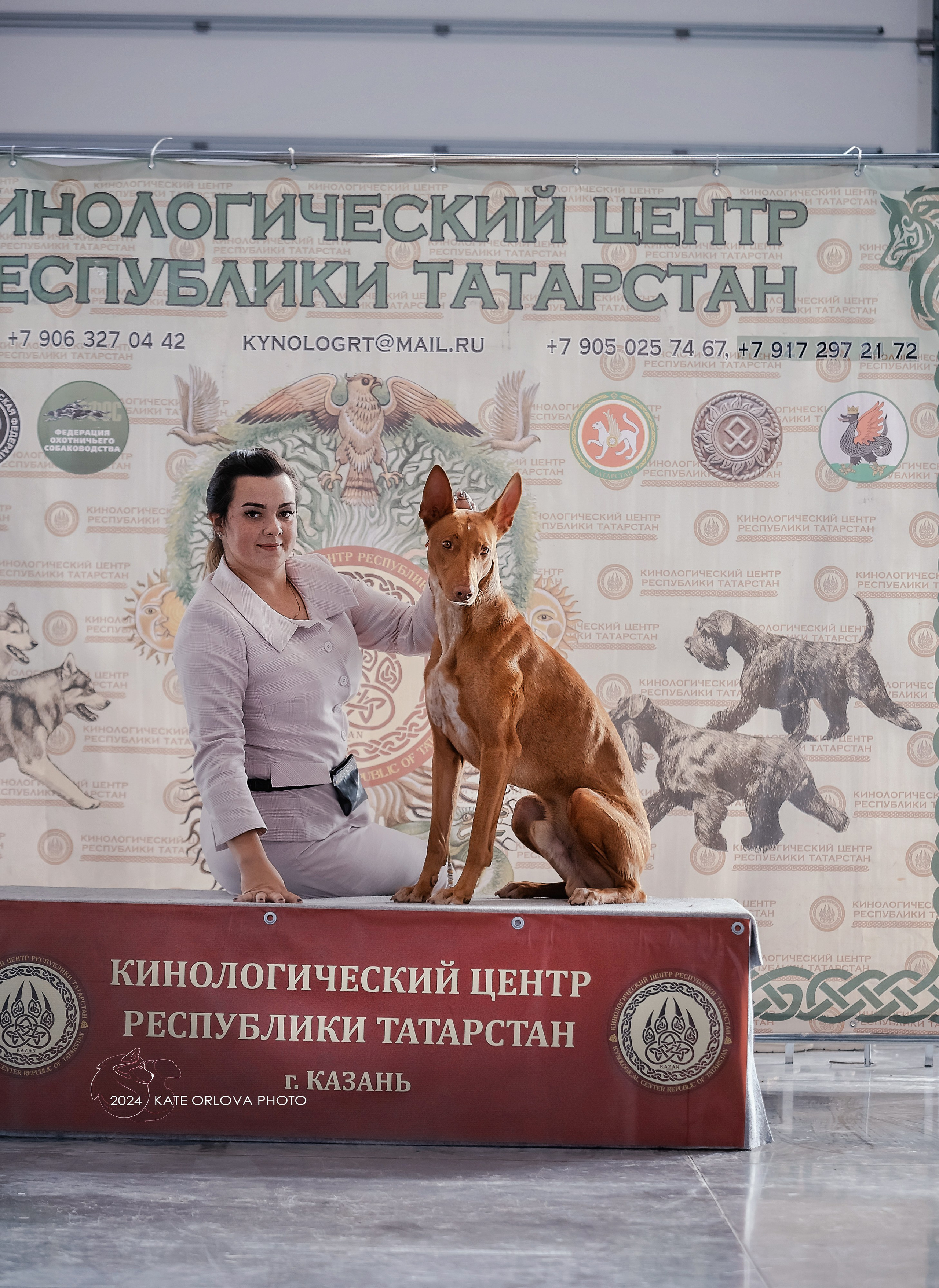 Фотосъемка собак, щенков, на выставках, фотограф анималист Россия воронеж. Питомник собак Акита, Хаски, Корги