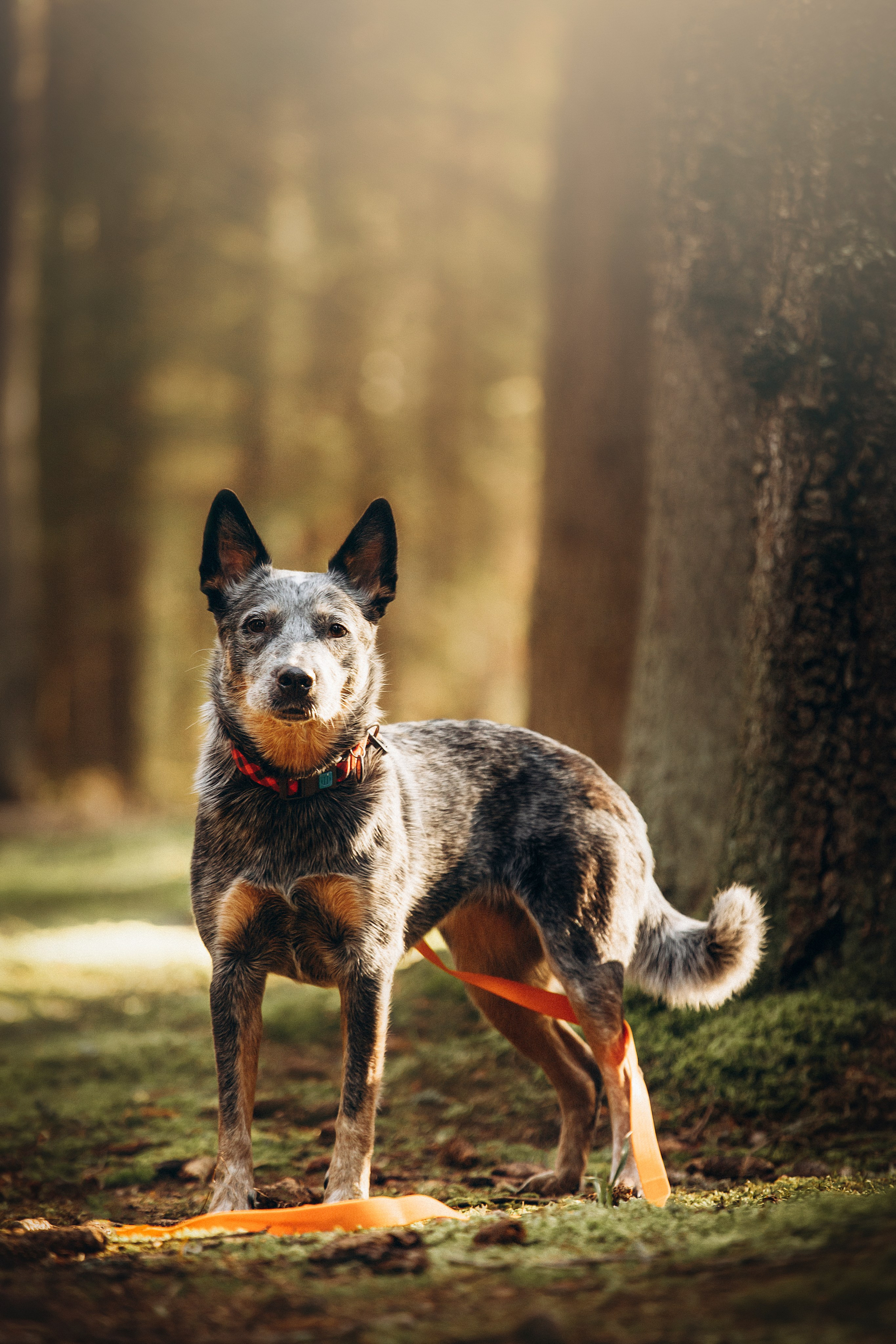 Оля и Мотечка. Фотограф — Анималист | Санкт-Петербург