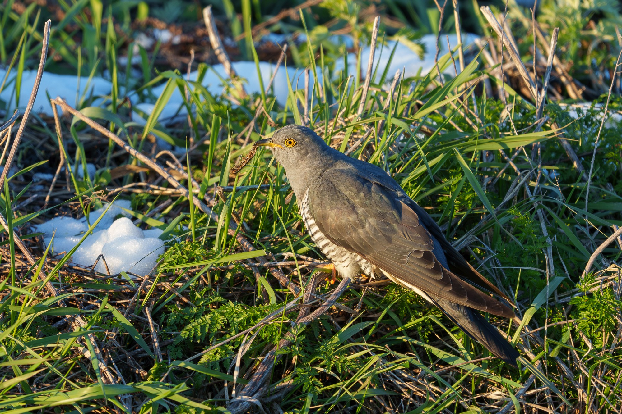 Удивительные мир птиц. Вокруг нас столько прекрасного — присмотритесь!. Ваш личный фотограф Марина Волкова