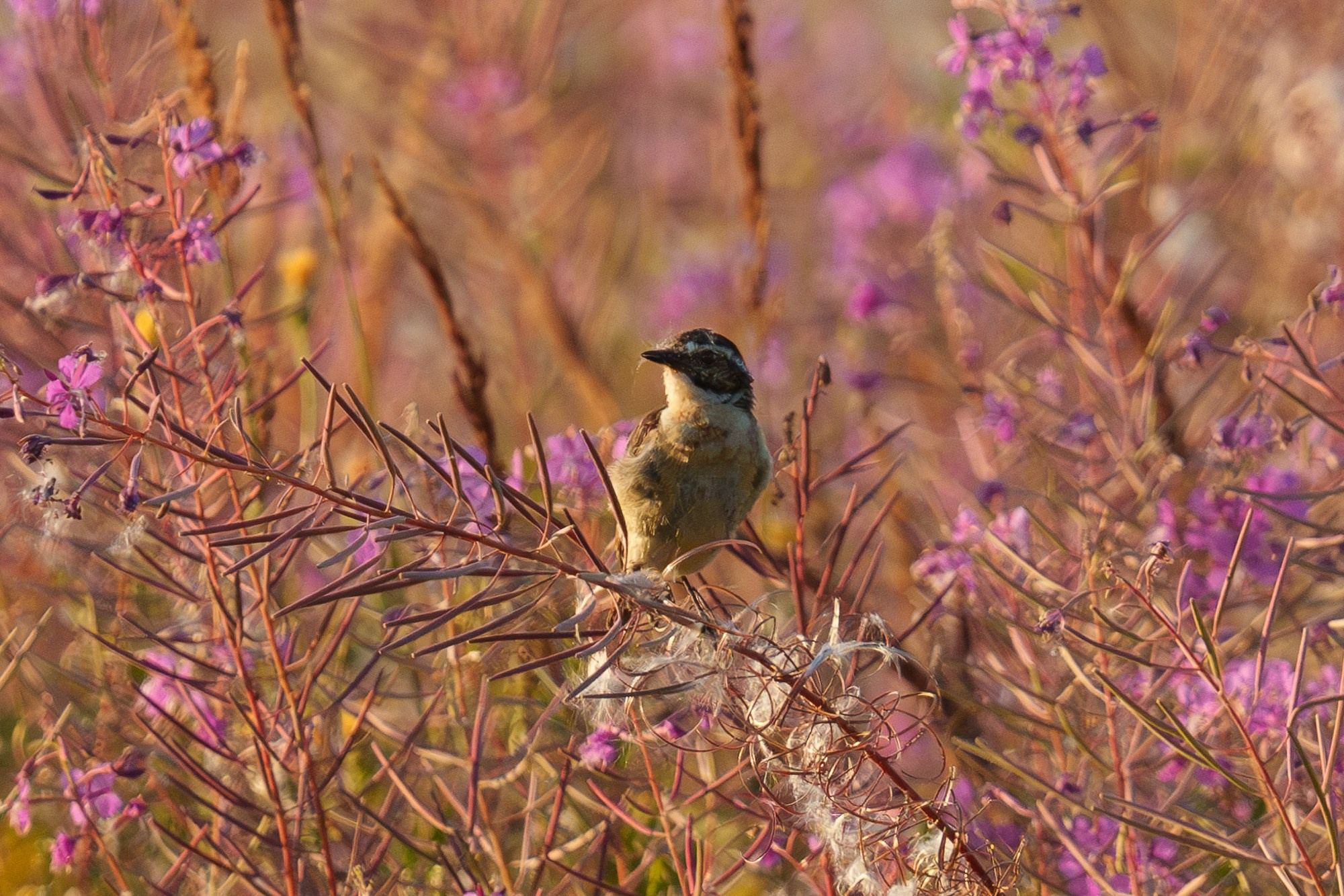 Удивительные мир птиц. Вокруг нас столько прекрасного — присмотритесь!. Ваш личный фотограф Марина Волкова