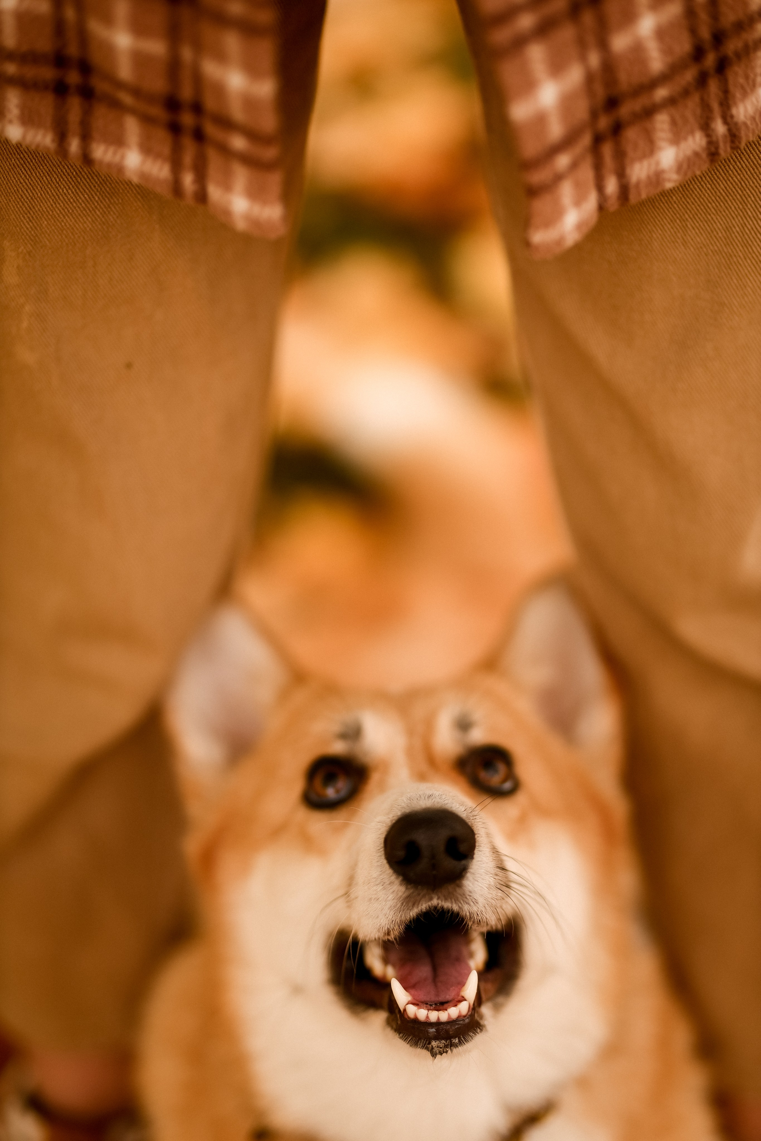 Съёмка с любимым четвероногим другом Ульяна и Фрося. Свадебный фотограф Беларусь Ольга Козыренко