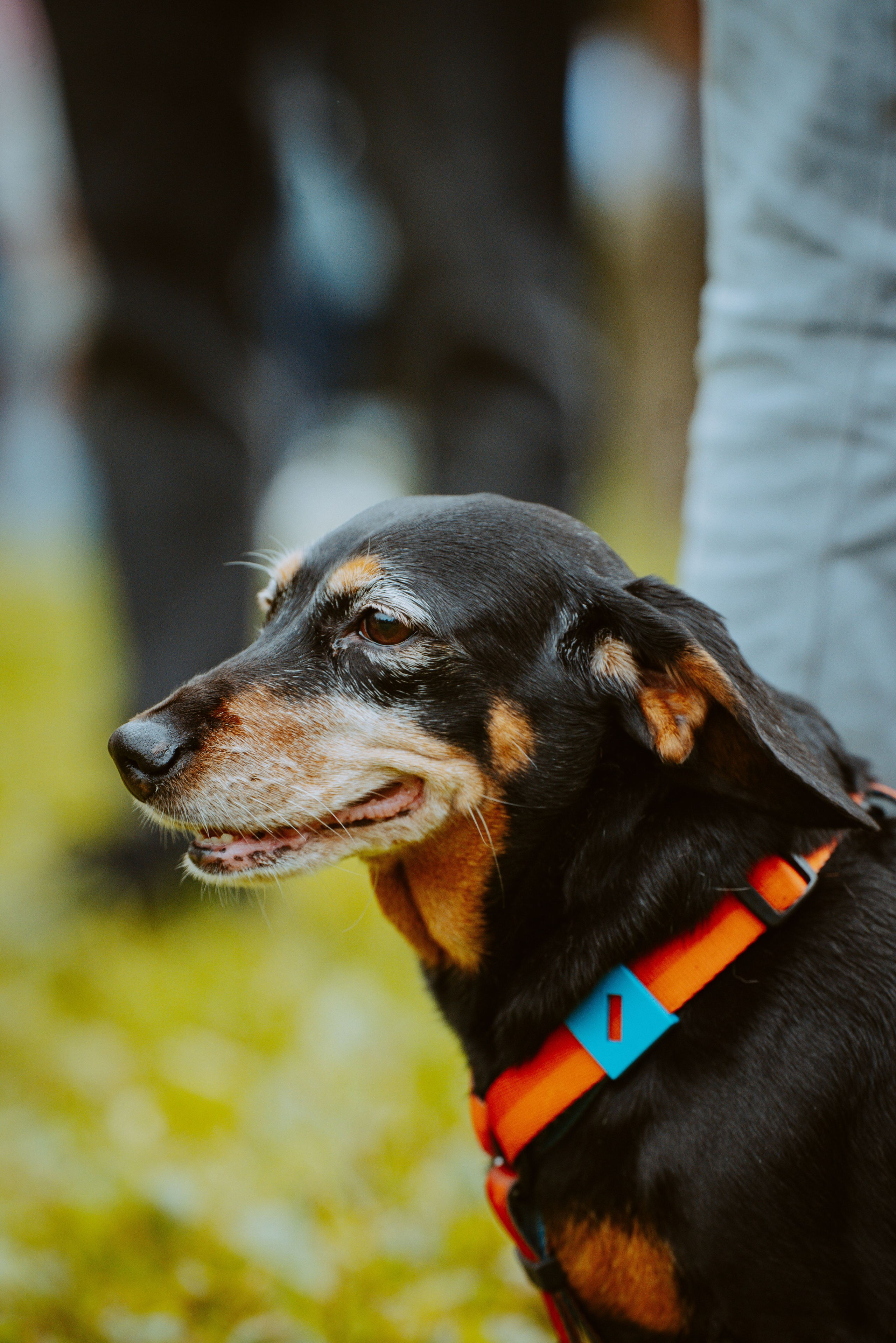 Такспарад. Фотограф анималист в Спб недорого Олеся Майорова