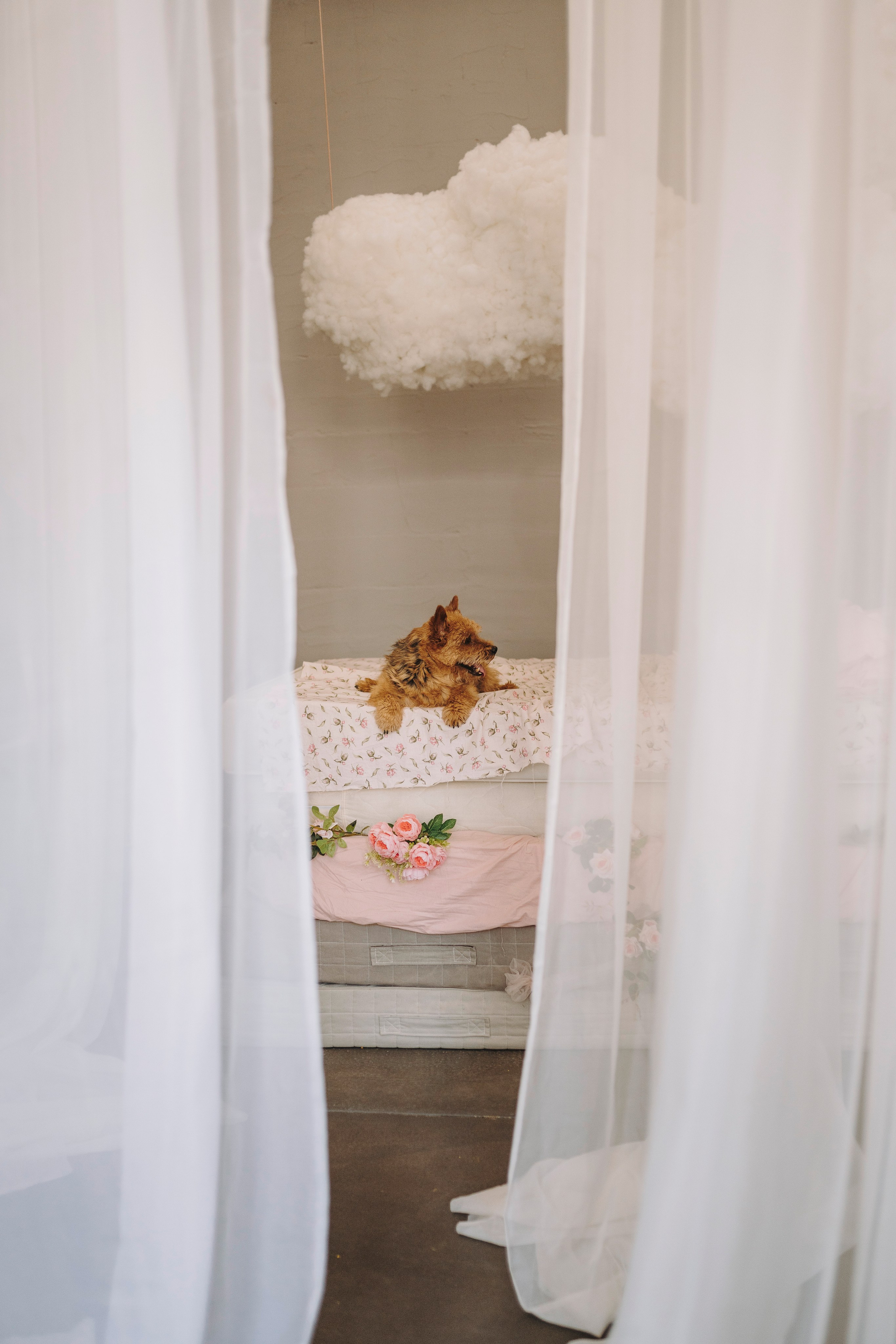 Маша и Рамси. Фотограф анималист в Спб недорого Олеся Майорова