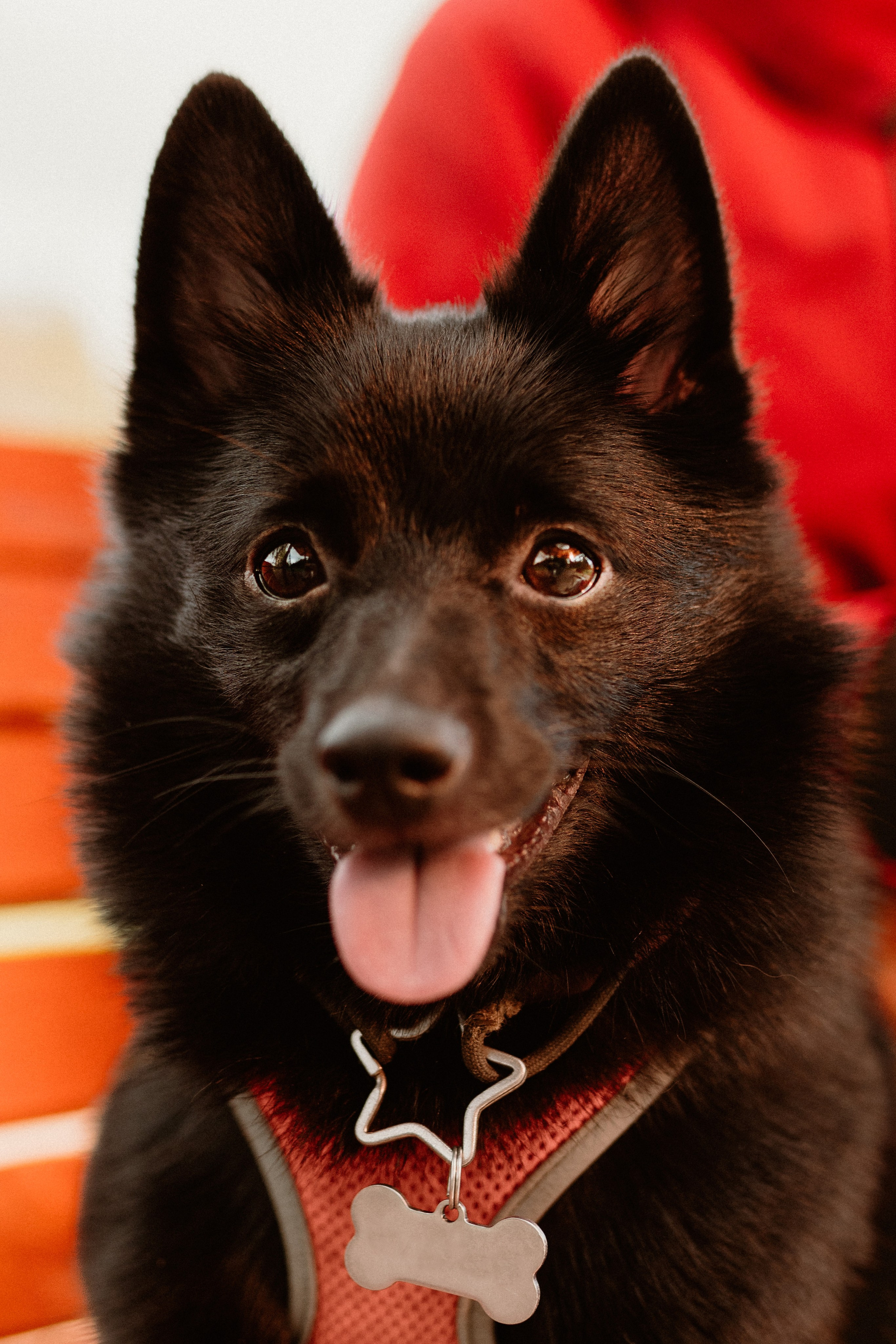 Евгения и Акула. Фотограф анималист в Спб недорого Олеся Майорова