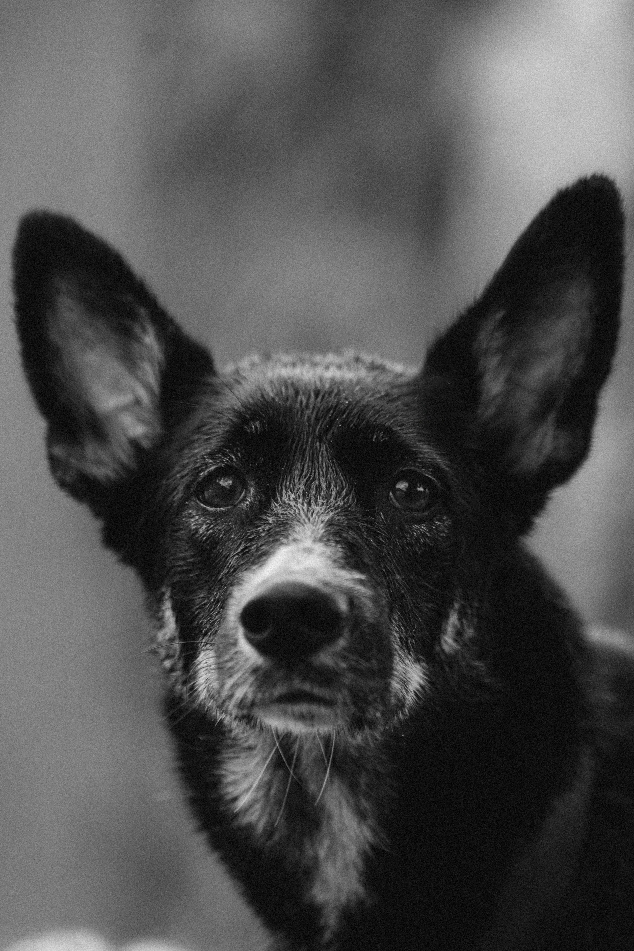 Эля и Шиза. Фотограф анималист в Спб недорого Олеся Майорова