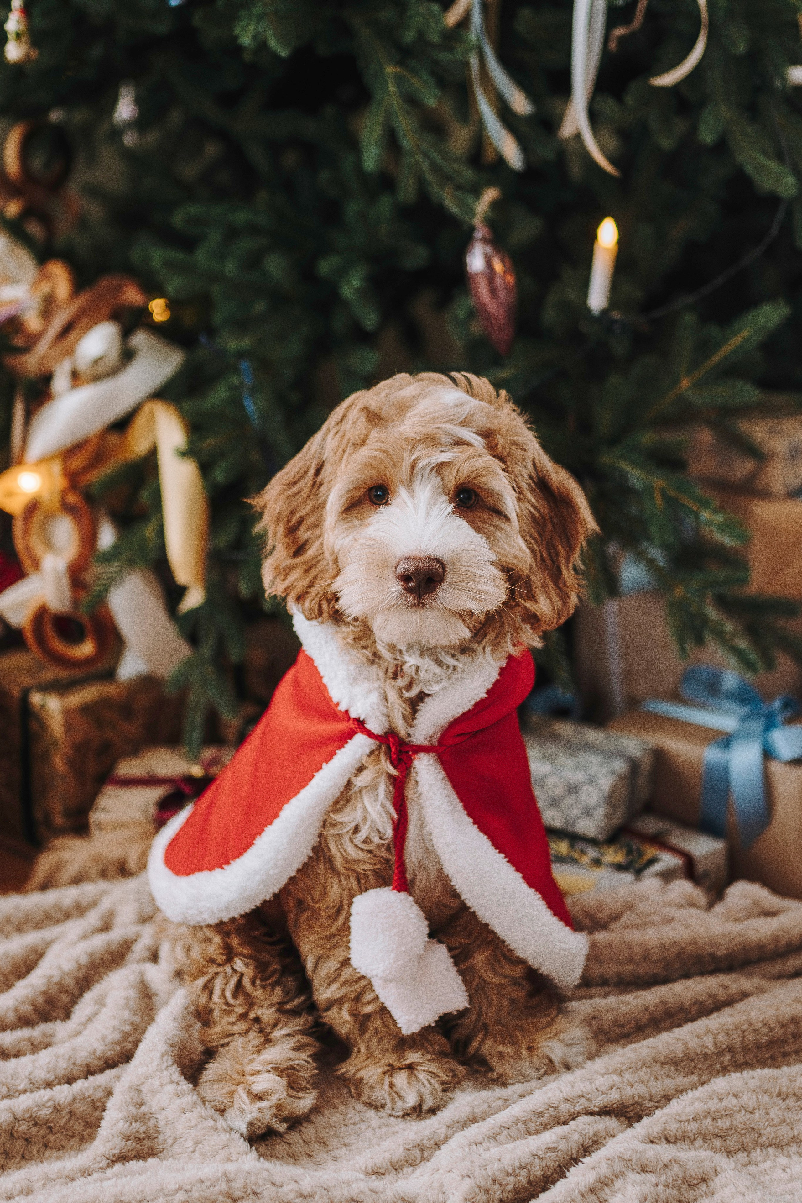 Мёрфи, Таня и Антон. Фотограф анималист в Спб недорого Олеся Майорова
