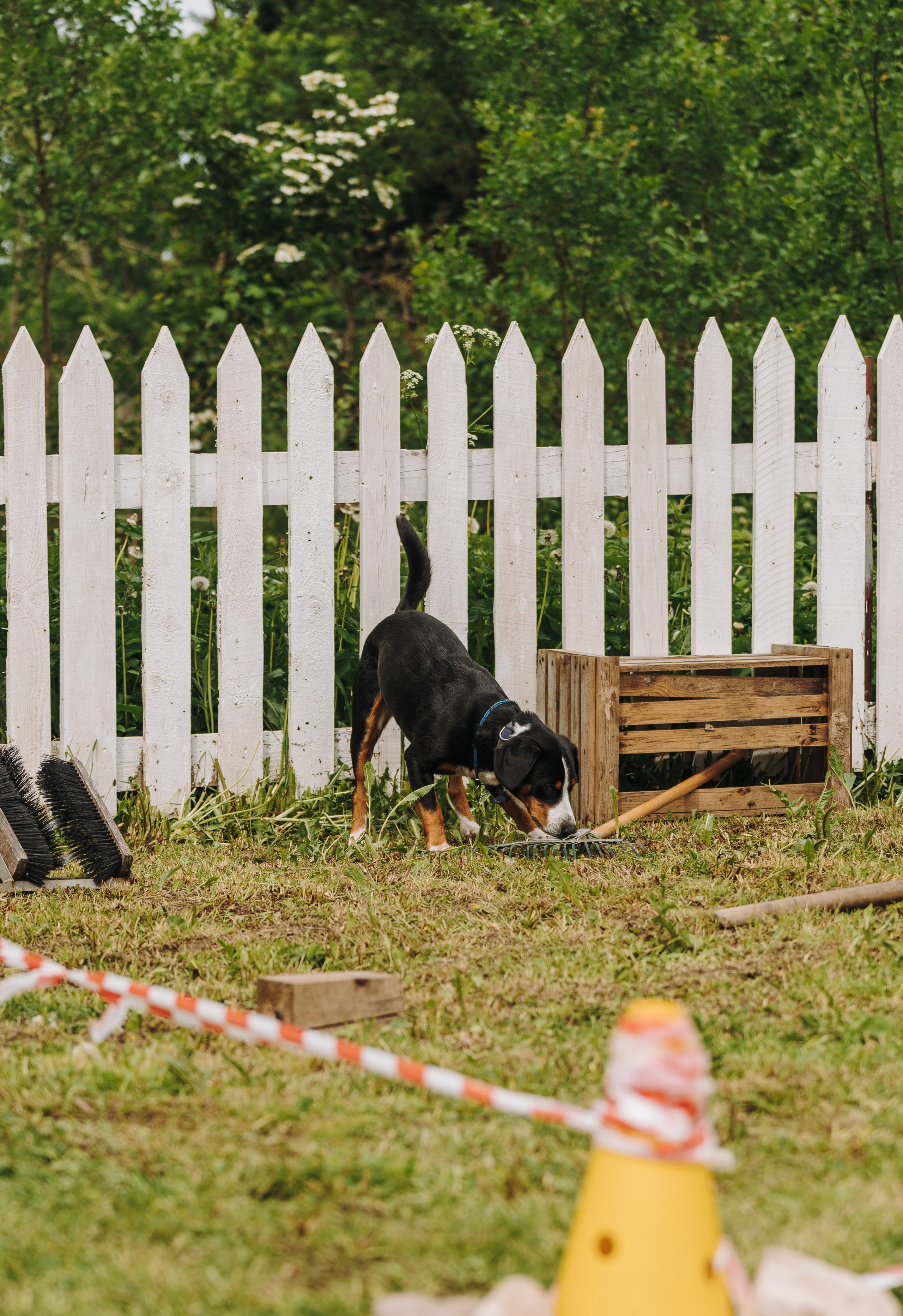Соревнования по ноузворку. Фотограф анималист в Спб недорого Олеся Майорова