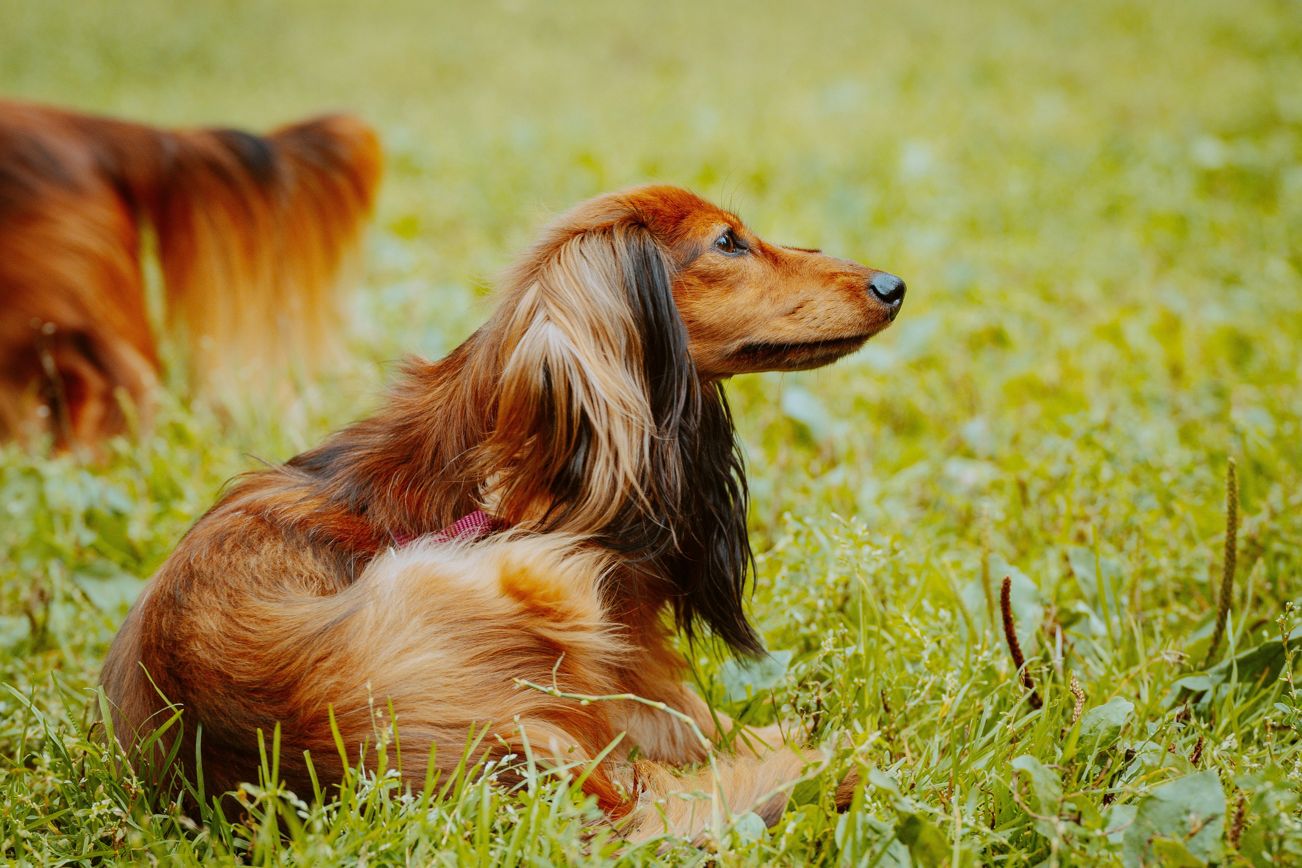 Такспарад. Фотограф анималист в Спб недорого Олеся Майорова