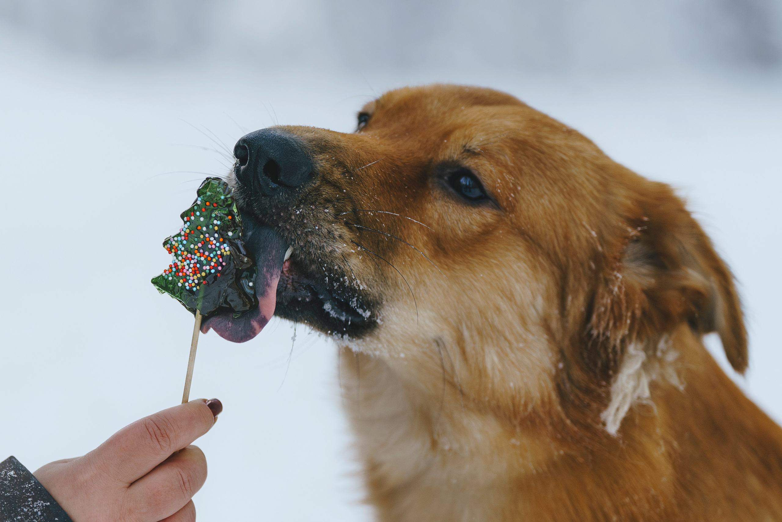 Рэй, Кузя, Ольга и Александр. Фотограф анималист в Спб недорого Олеся Майорова