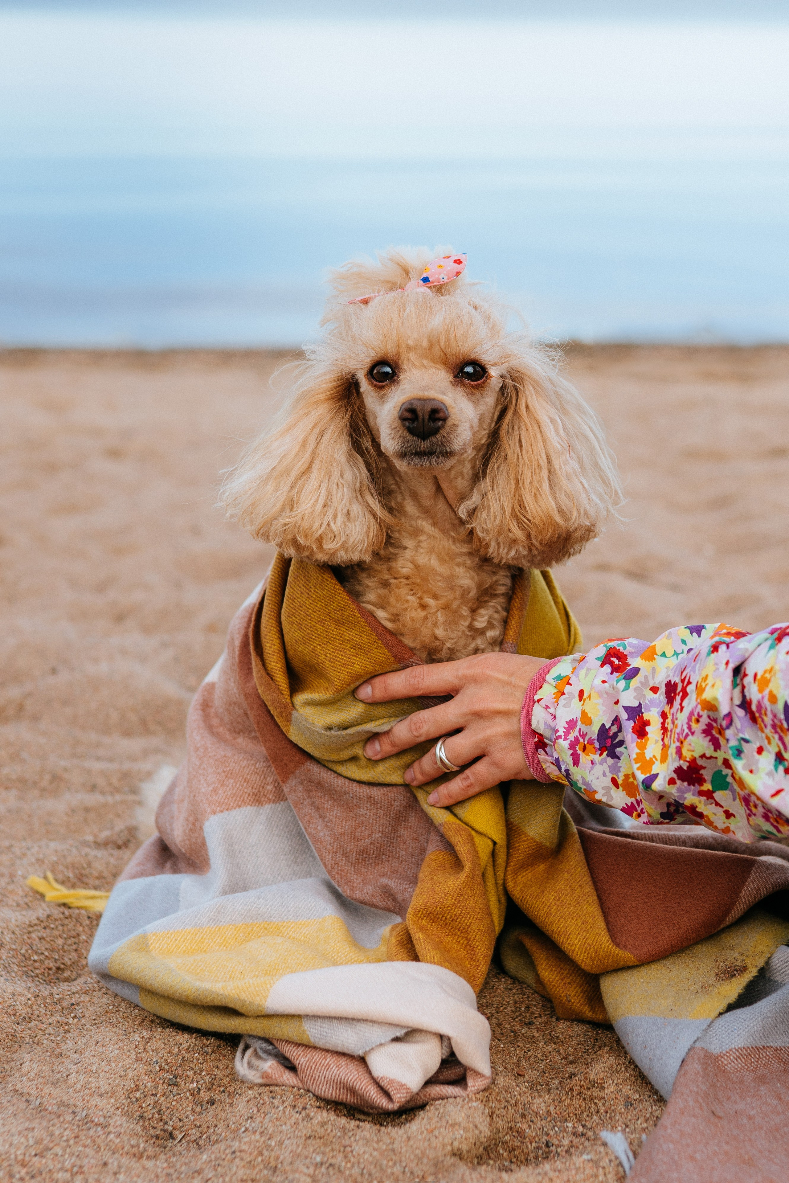 Фотосессия с собакой на пляже. Фотограф анималист в Спб недорого Олеся Майорова