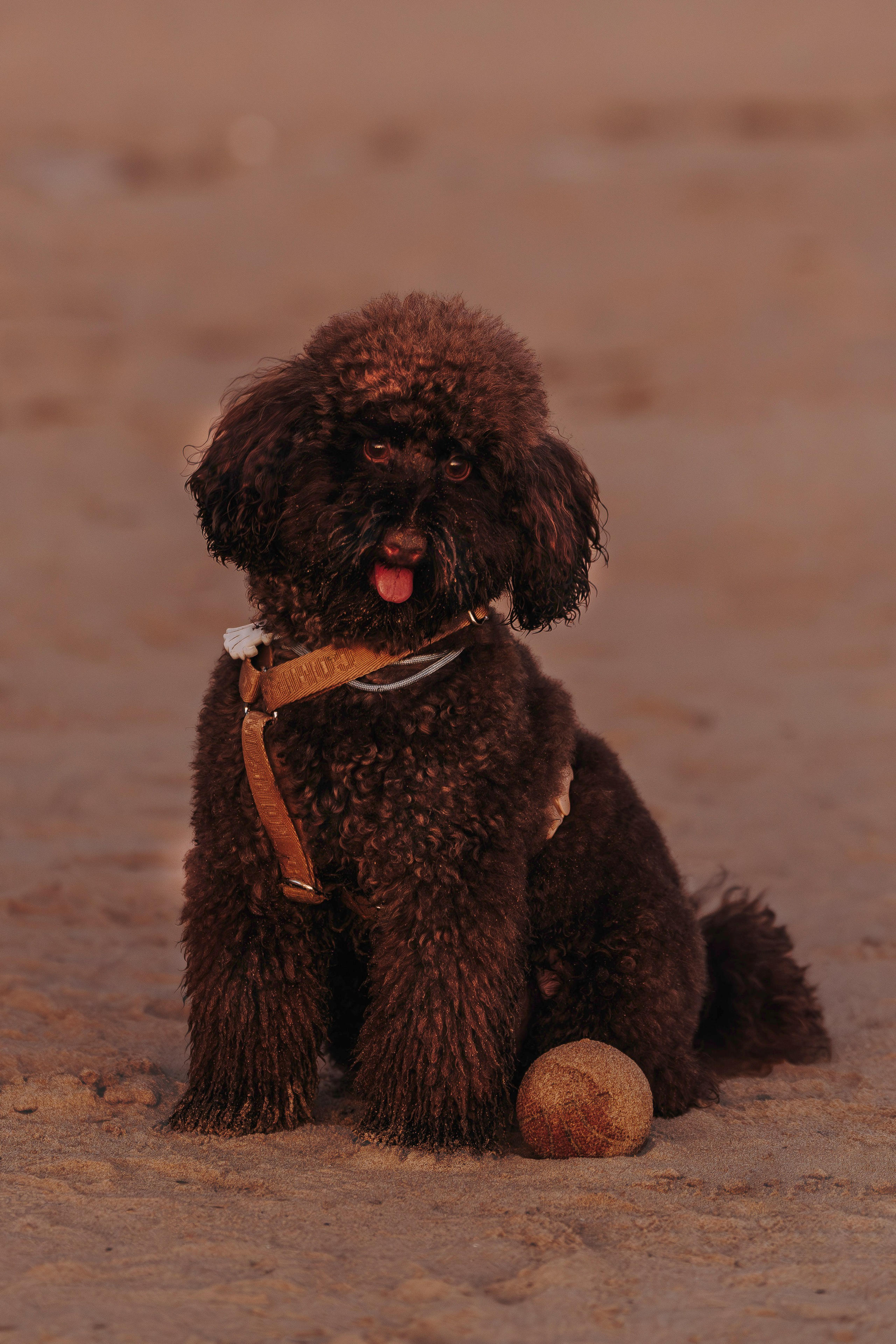 Фотосессия девушки с пуделем на пляже на закате. Фотограф анималист в Спб недорого Олеся Майорова