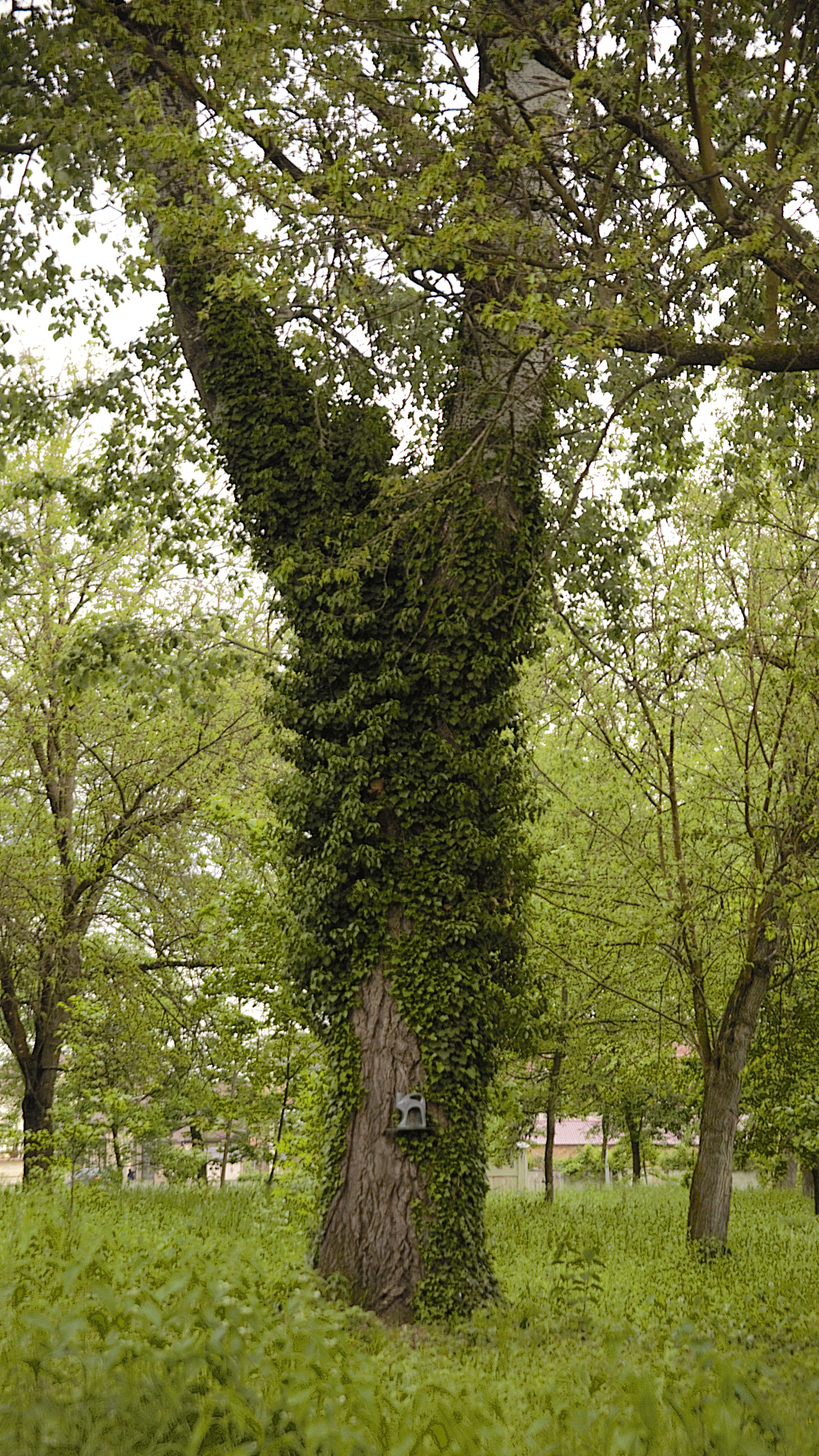 Природа,живопись