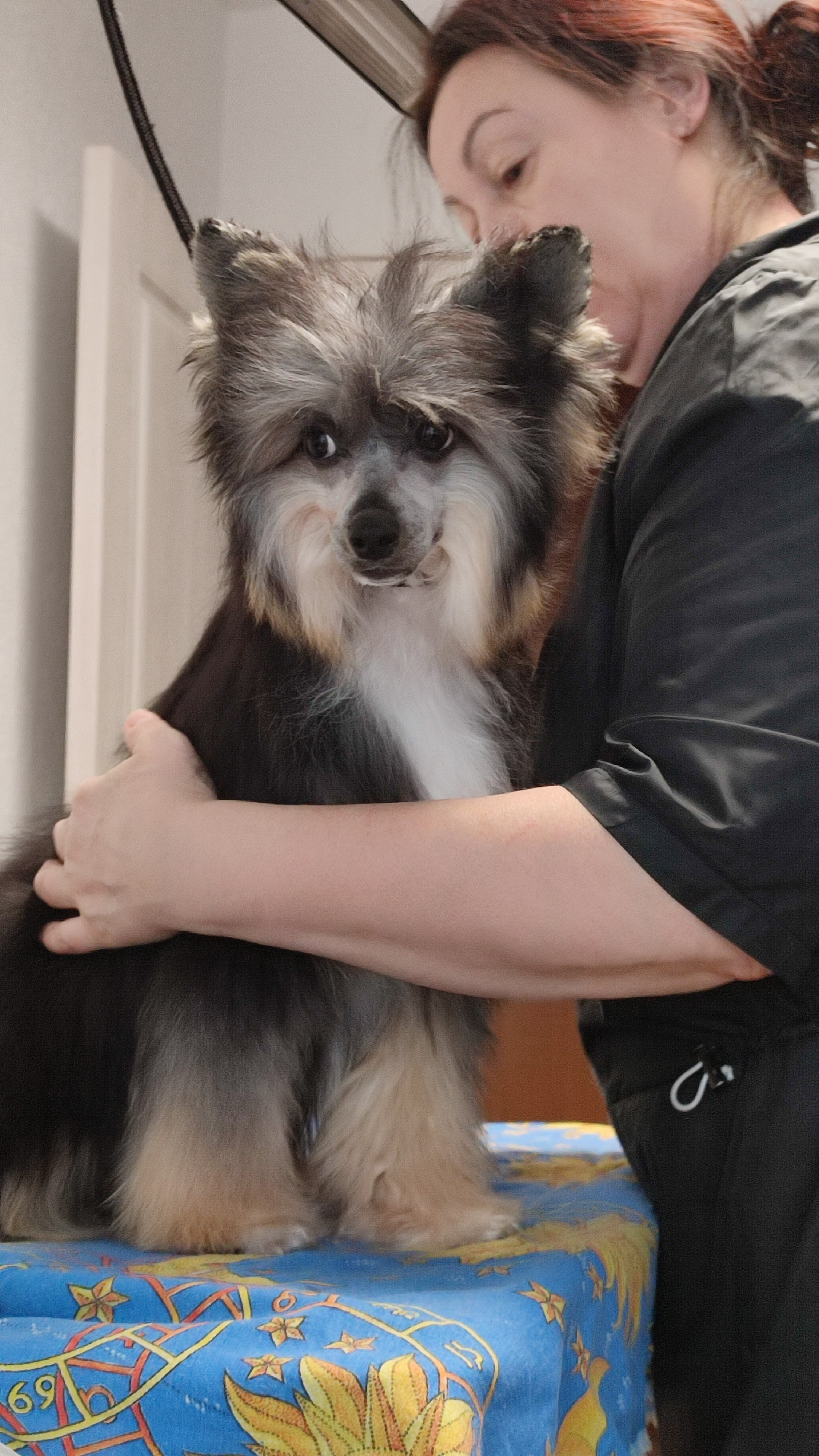 Нашей красавице Грэйсюше 7 месяцев. Питомник китайских хохлатых собак Poale Ell: купить щенка