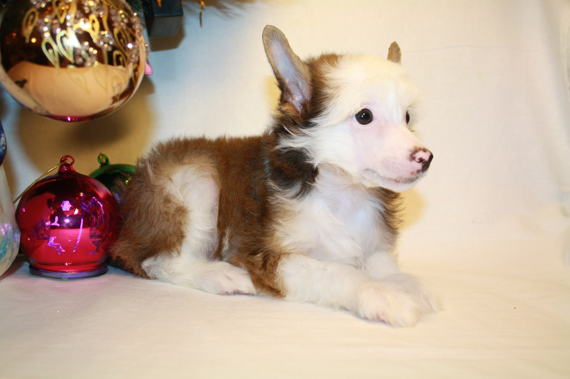 Litter B. Chinese Crested Dog Kennel Poale Ell