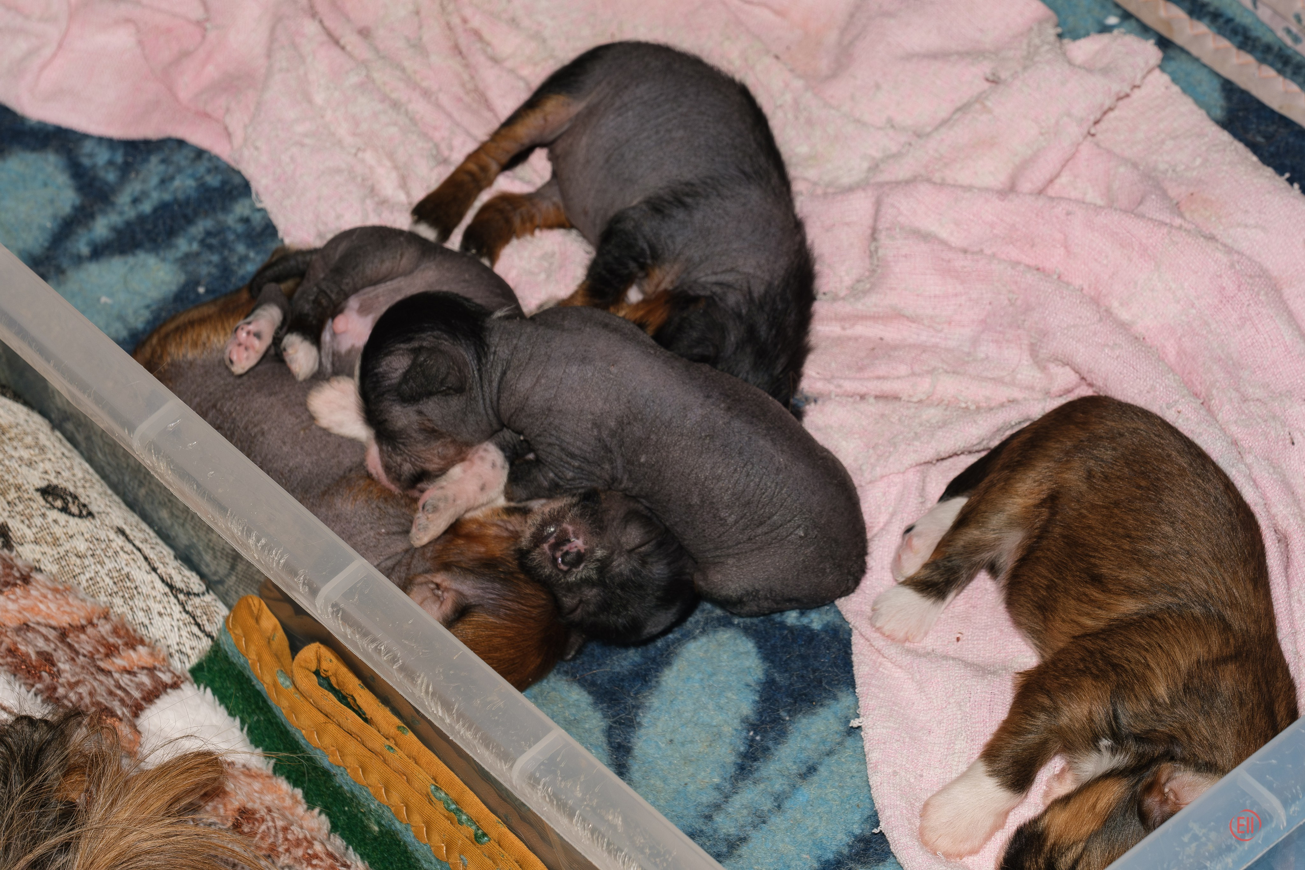 Litter V. Poale Ell Chinese Crested Dog Kennel: Buy a puppy from the kennel