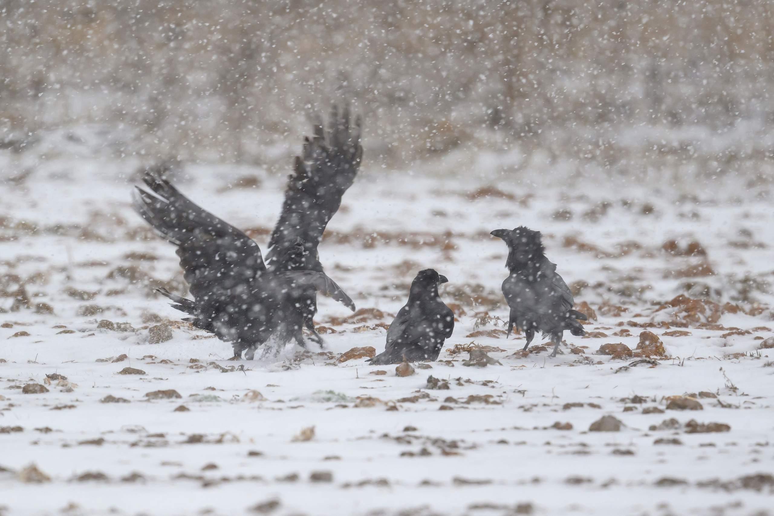 Метель. Фотограф Сергей Пупонин