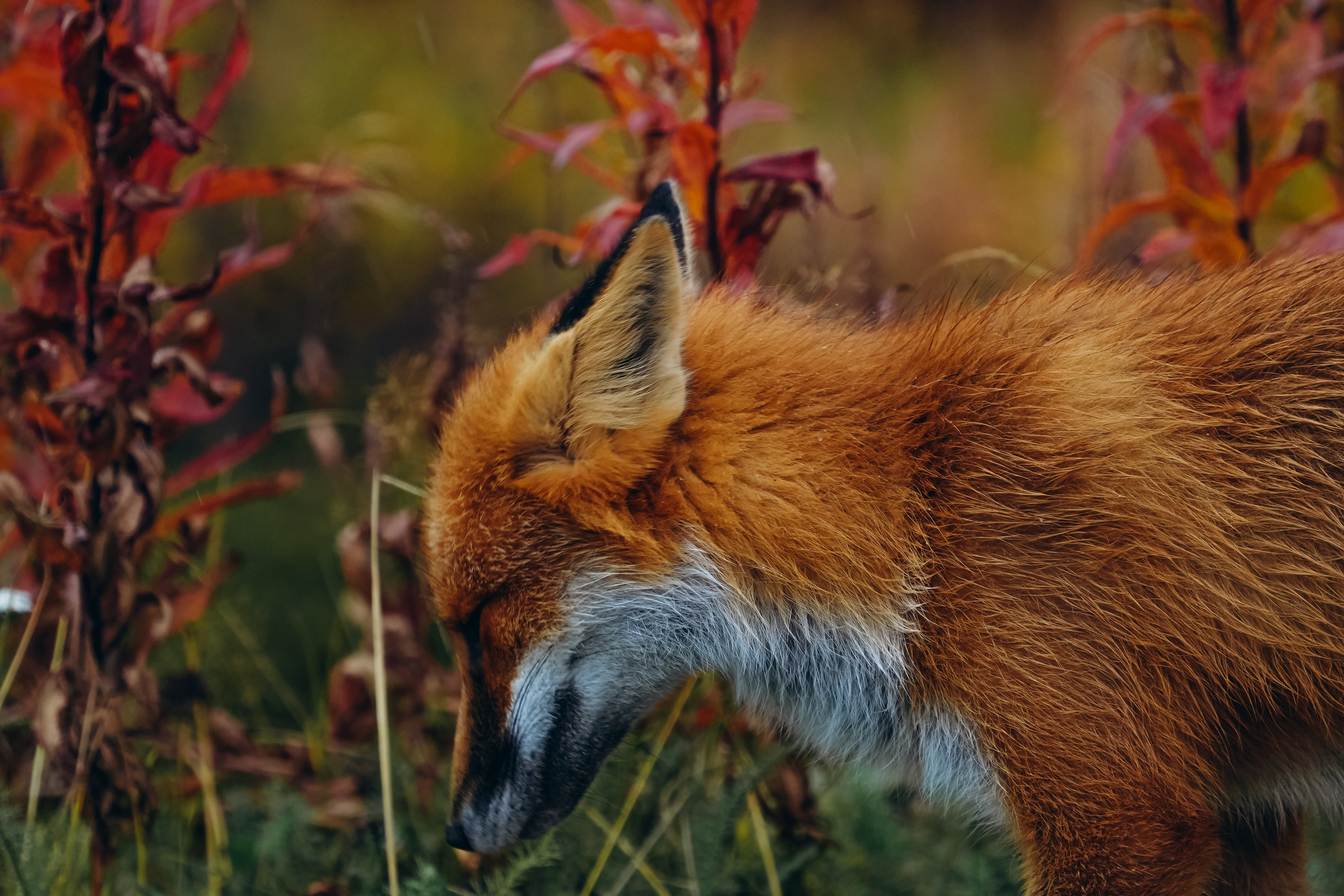 СЕВЕР. Event фотограф Степанова Александра