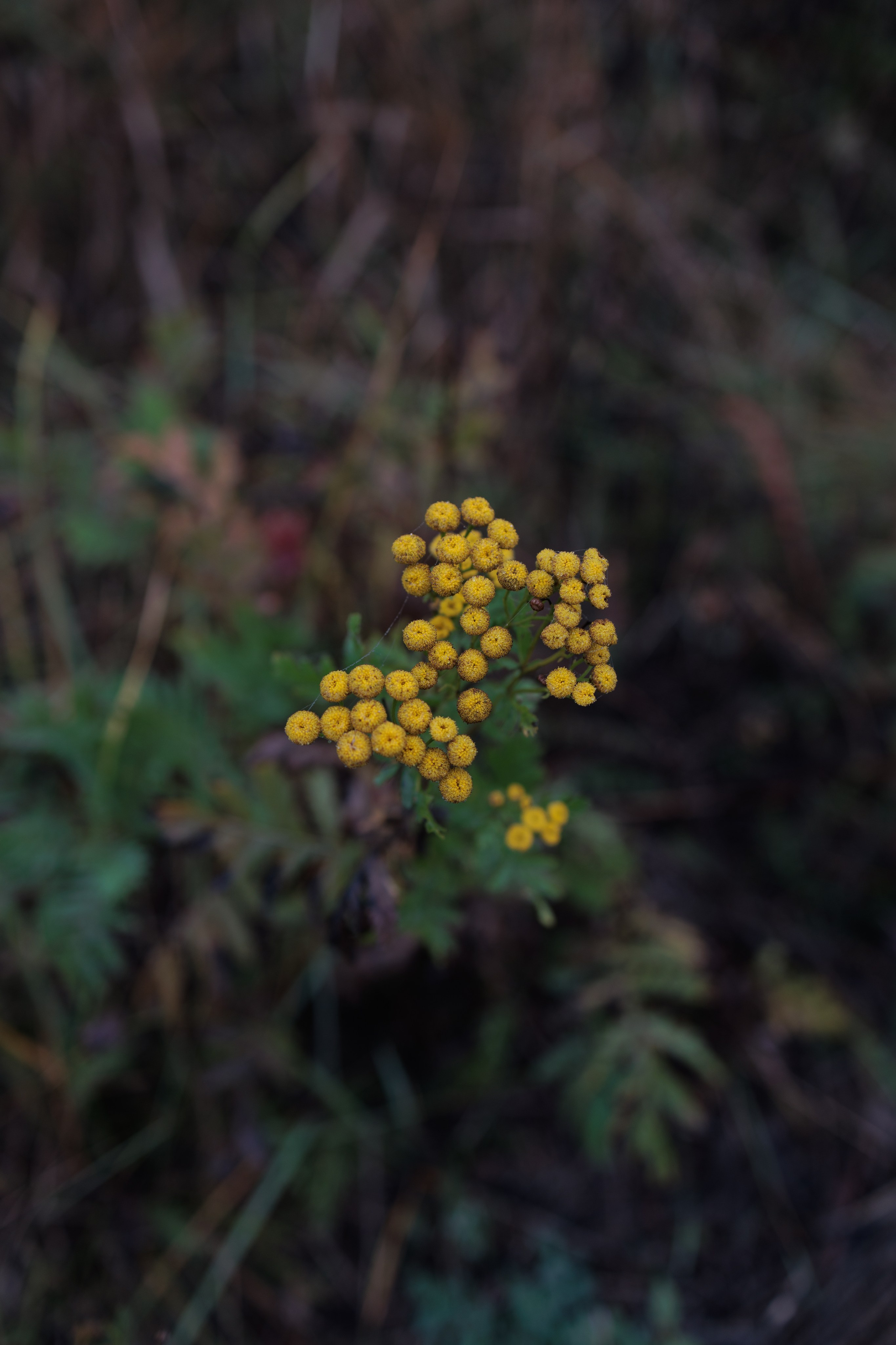 В туманном лесу. Семейный фотограф в Белгороде