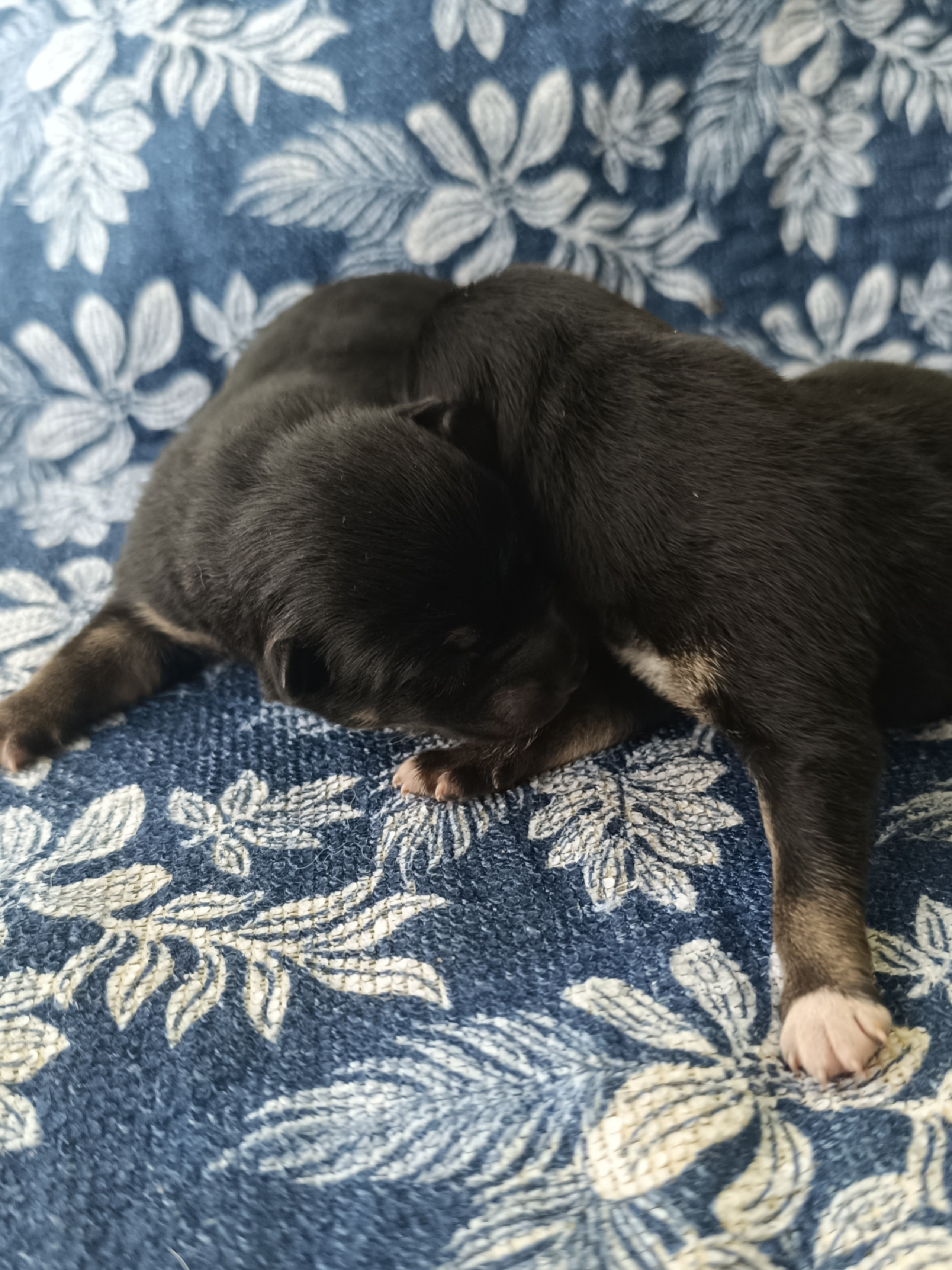 сиба питомник Рубилайт щенки на продажу rubylight  сиба щенки купить СПб Санкт-Петербург 