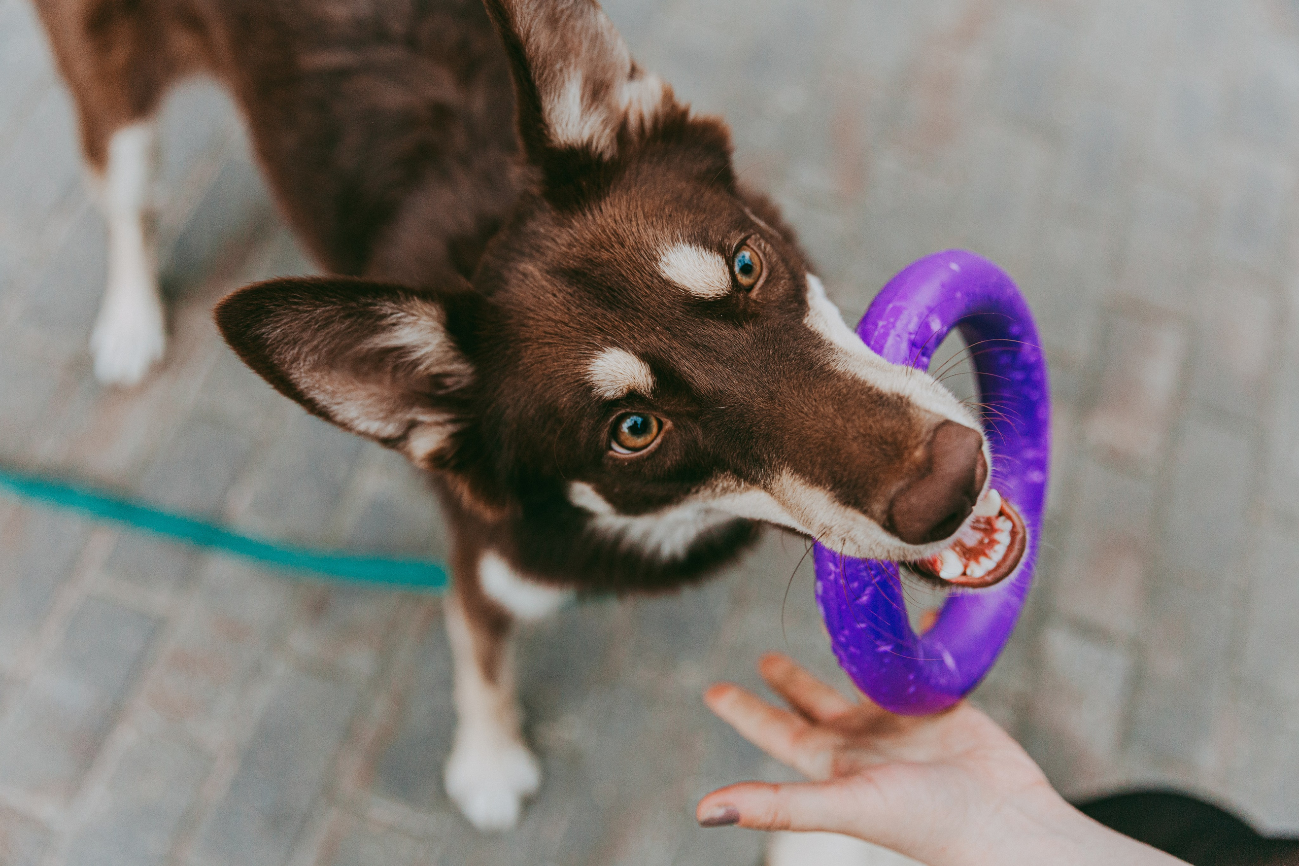 Катя и Шейла. Фотограф-анималист в Москве Соломонова Варвара