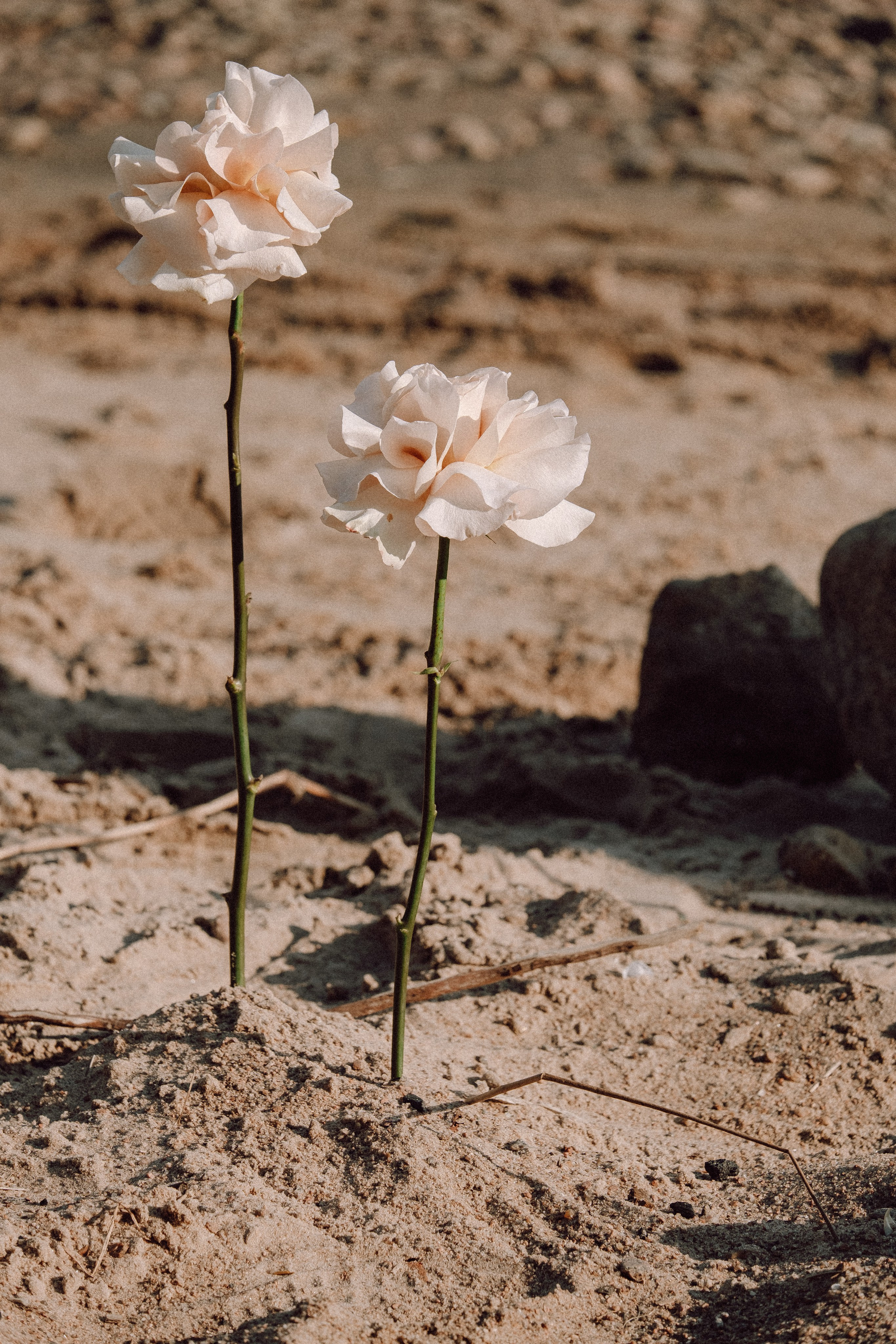 СВАДЕБНАЯ ФОТОСЕССИЯ ВЫЕЗДНОЙ ЦЕРЕМОНИИ (ФИНСКИЙ ЗАЛИВ). Профессиональный фотограф, Санкт-Петербург — Виктория Богомолова