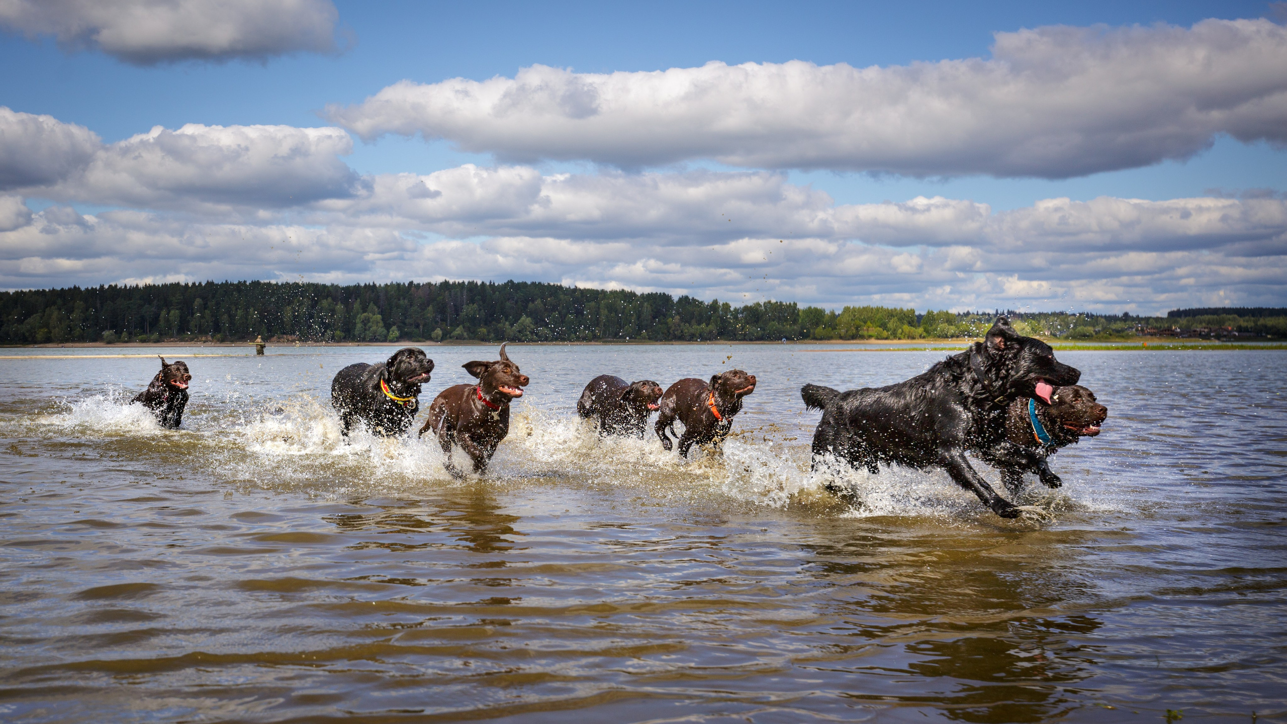 Съёмки собак на природе. Фотограф-анималист Natalia Deingel | Фотосъемка собак в Москве